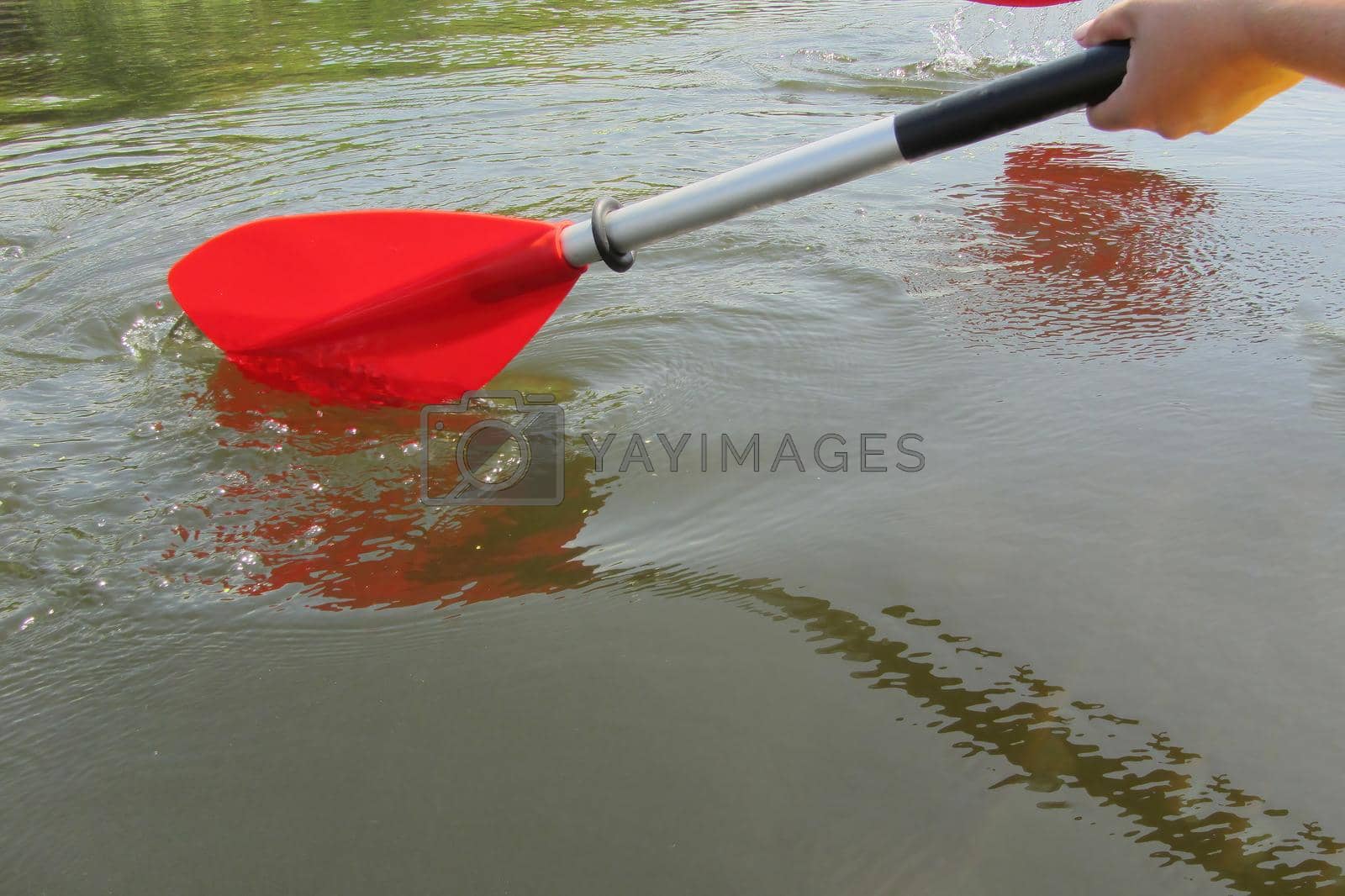 Royalty free image of Red paddles for white water rafting and kayaking. Close up of a hand with red paddle kayaking or rafting on the river, concept of spring water sports. Selective focus. by mr-tigga