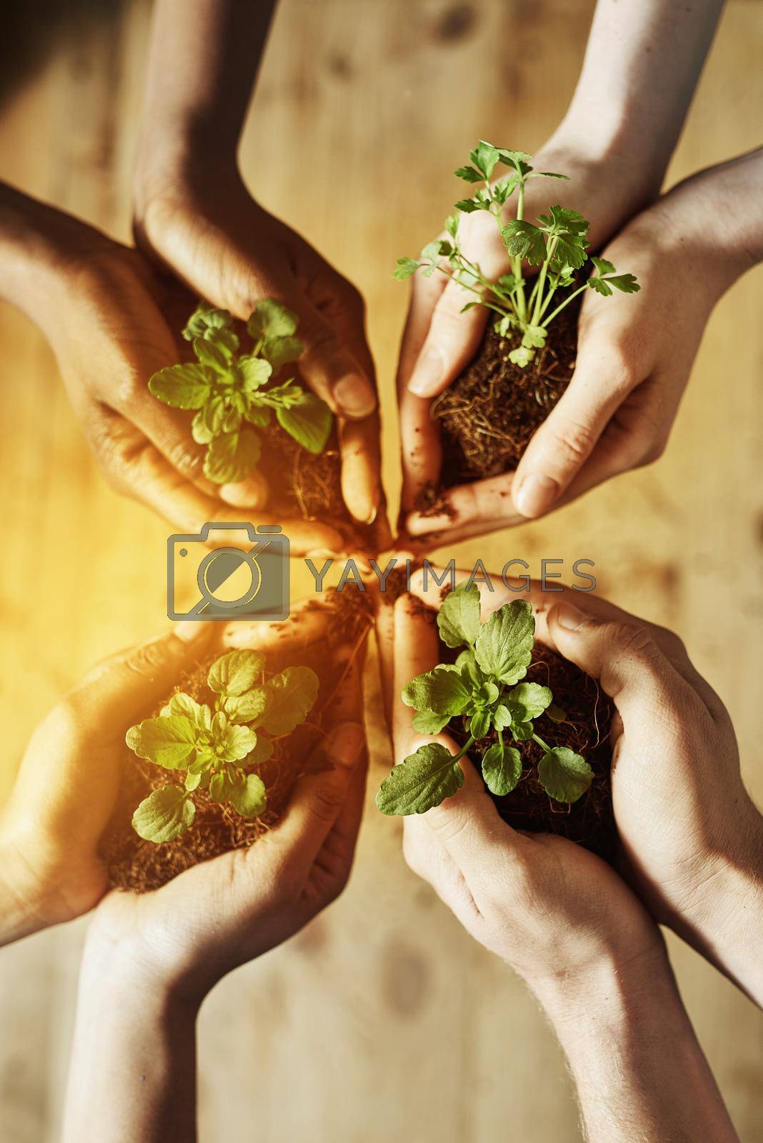 Cropped shot of a group of people holding plants growing out of soil.