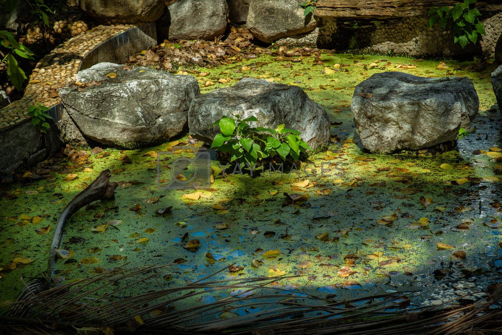Sunbeams lighting down cairn of stones and green plants in the pond. Beautiful background for wallpaper, Selective focus.