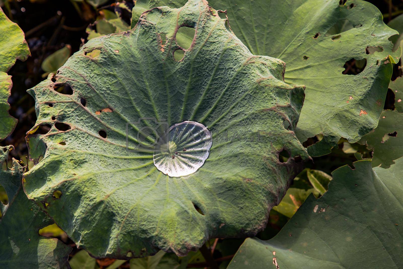 Close-up of Water droplets on surface of green water lily leaves floating in pond. Green lotus leaf with water droplets with selective focus on the subject.