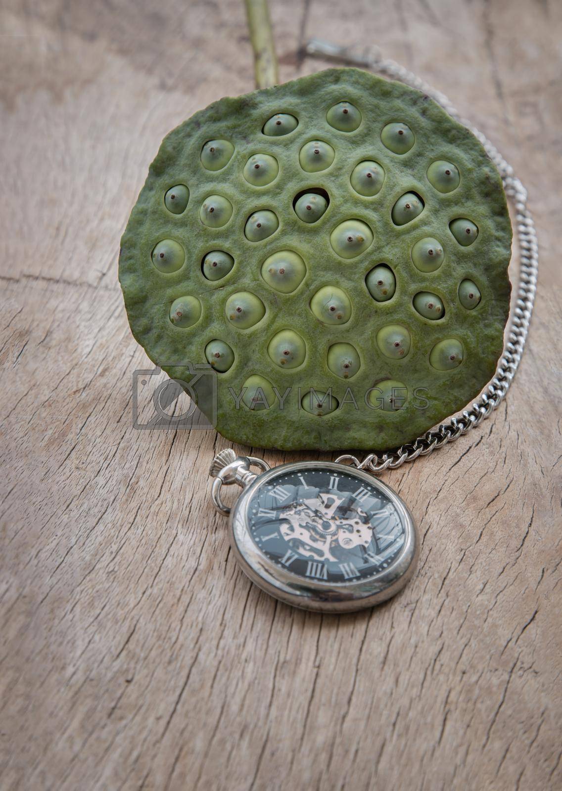 A retro pocket watch and Fresh green lotus seed pods on old wooden board background. Time and Peace conept, Copy space, Selective focus.