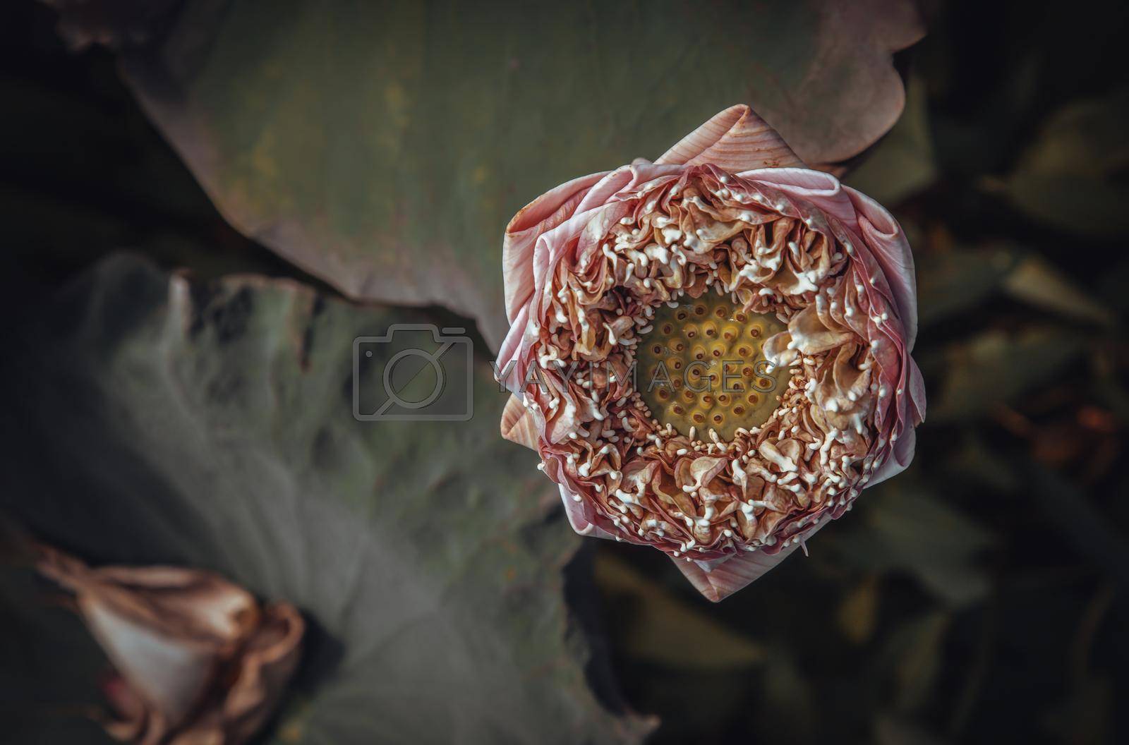 Top view of Pink fancy waterlily or lotus flower in pond with natural daylight background. Lotus is logo of spa and buddhism in asia, Copy space. Selective focus.