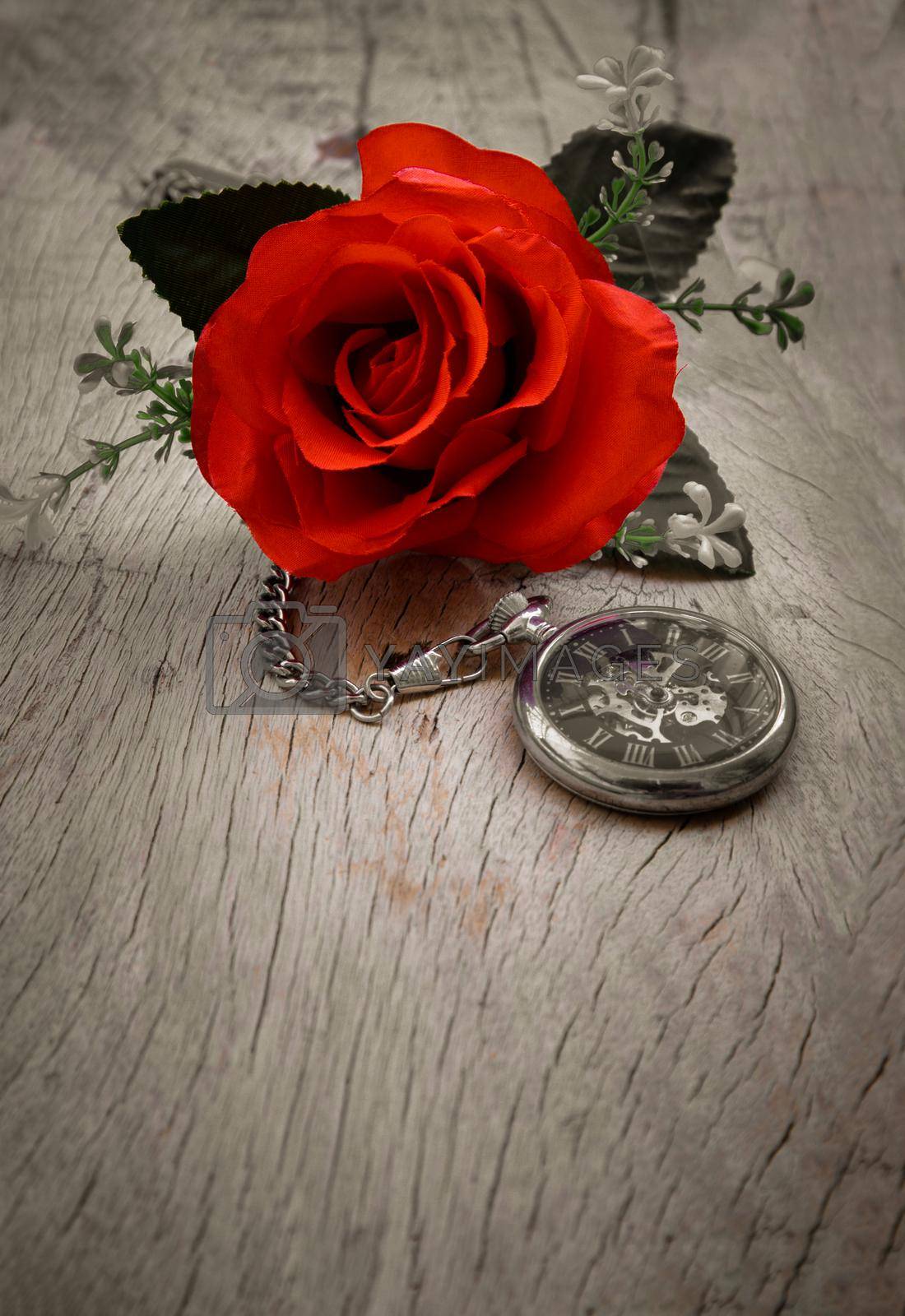 Red rose flower and A retro pocket watch on old wooden board background. Copy space, No focus, specifically.