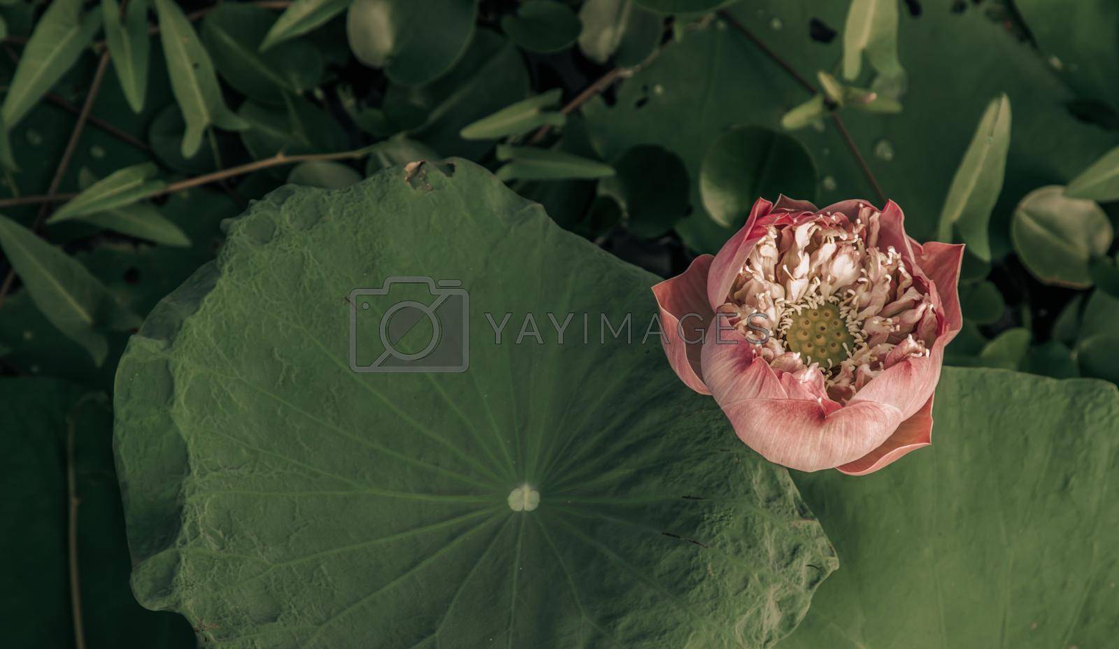 Pink fancy waterlily or lotus flower in pond with natural daylight background. Lotus is logo of spa and buddhism in asia, Copy space. Selective focus.