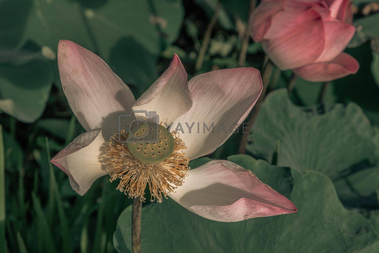 Yellow lotus stamens and white pink lotus petals of Pink fancy waterlily in pond with natural daylight background. Copy space. Selective focus.