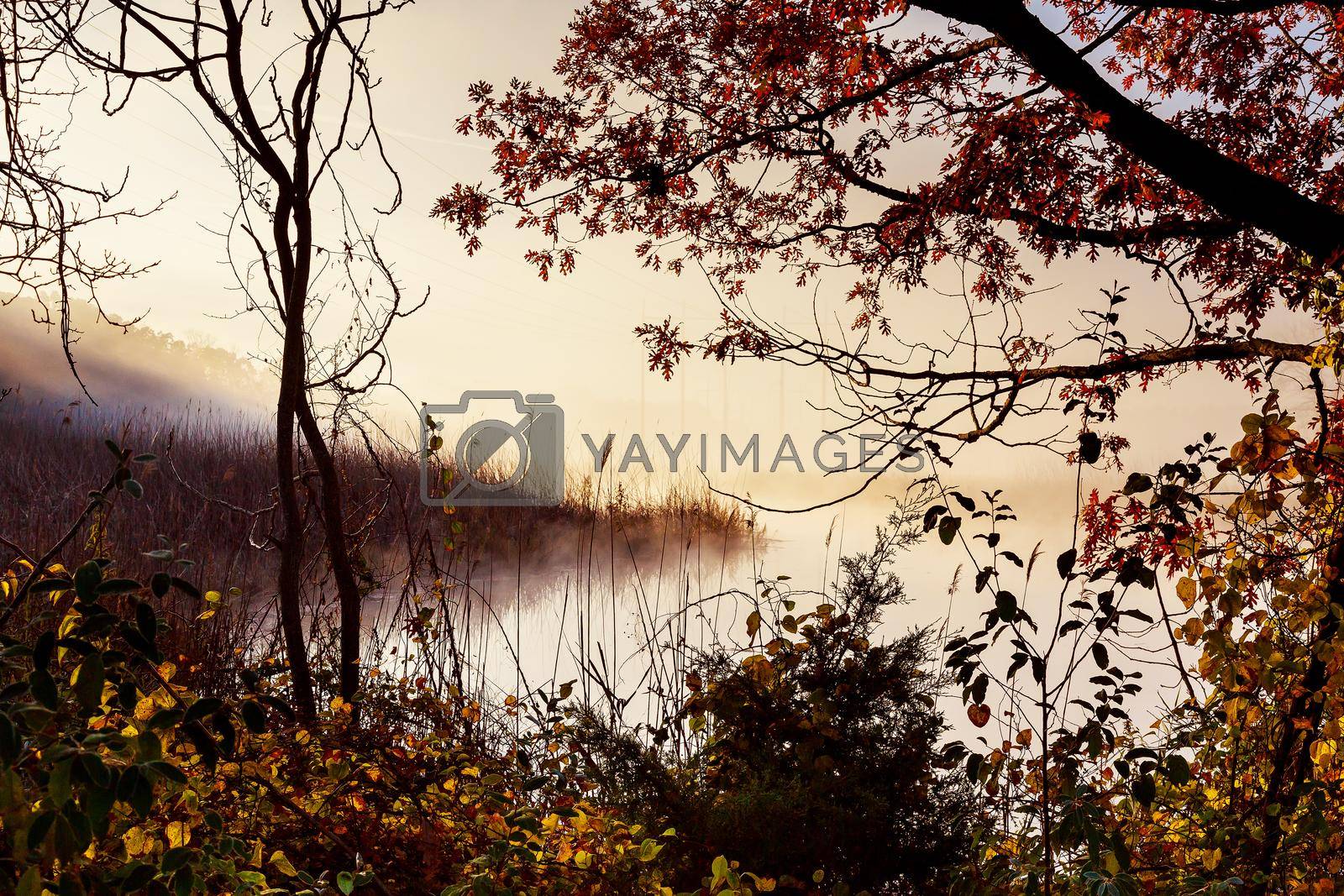 Royalty free image of morning fog over river in autumn by ungvar