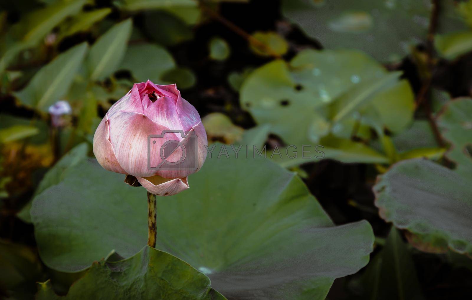 Bud of Pink fancy waterlily or lotus flower in pond with green water lily leaves background. A lotus flower in early puberty, Lotus is logo of spa and buddhism in asia, Copy space. Selective focus.