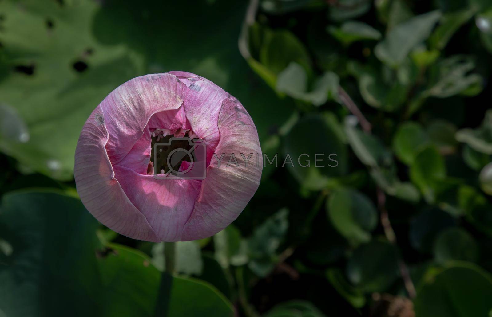 Bud of Pink fancy waterlily or lotus flower in pond with green water lily leaves background. A lotus flower in early puberty, Lotus is logo of spa and buddhism in asia, Top view, Copy space. Selective focus.