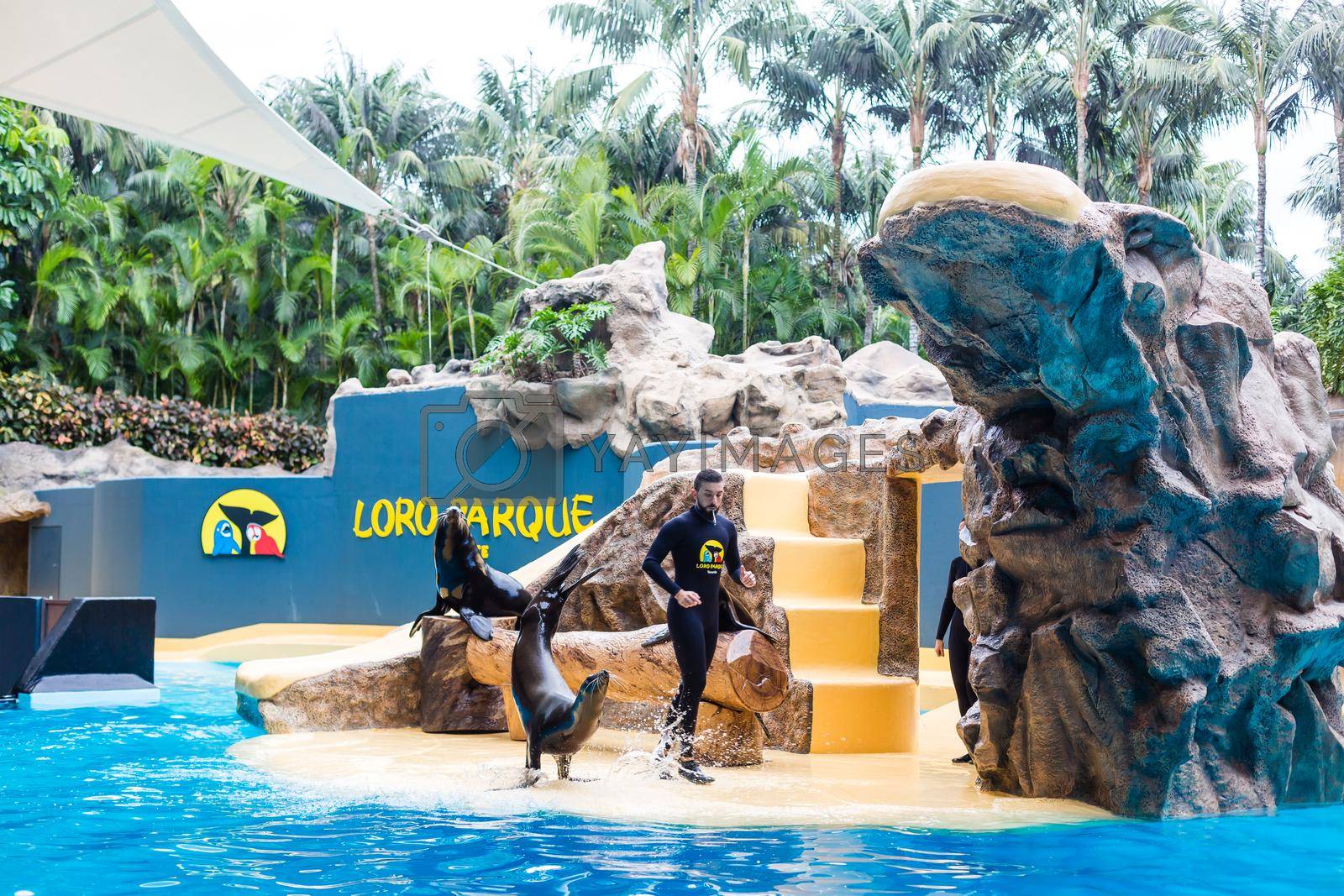 loro park, Tenerife, Spain; January 7, 2020: Sea Lions Show in Loro Parque.