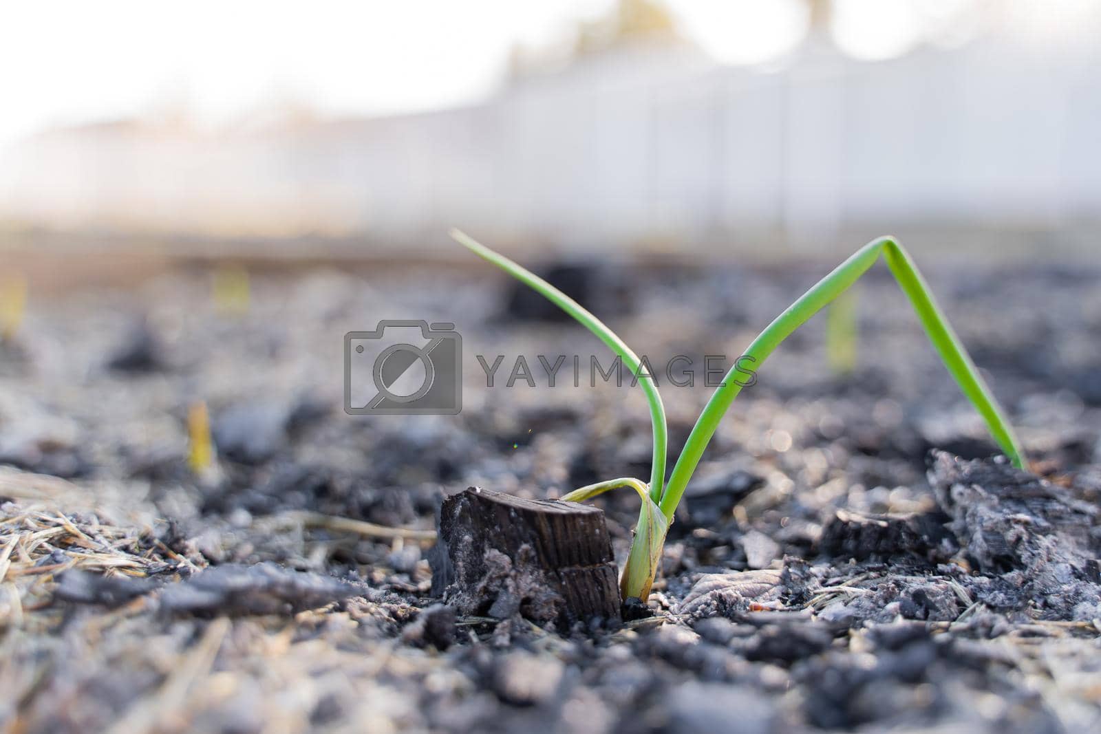 Royalty free image of The first sprouts of green onions in the garden after winter, close-up by Vladvvv