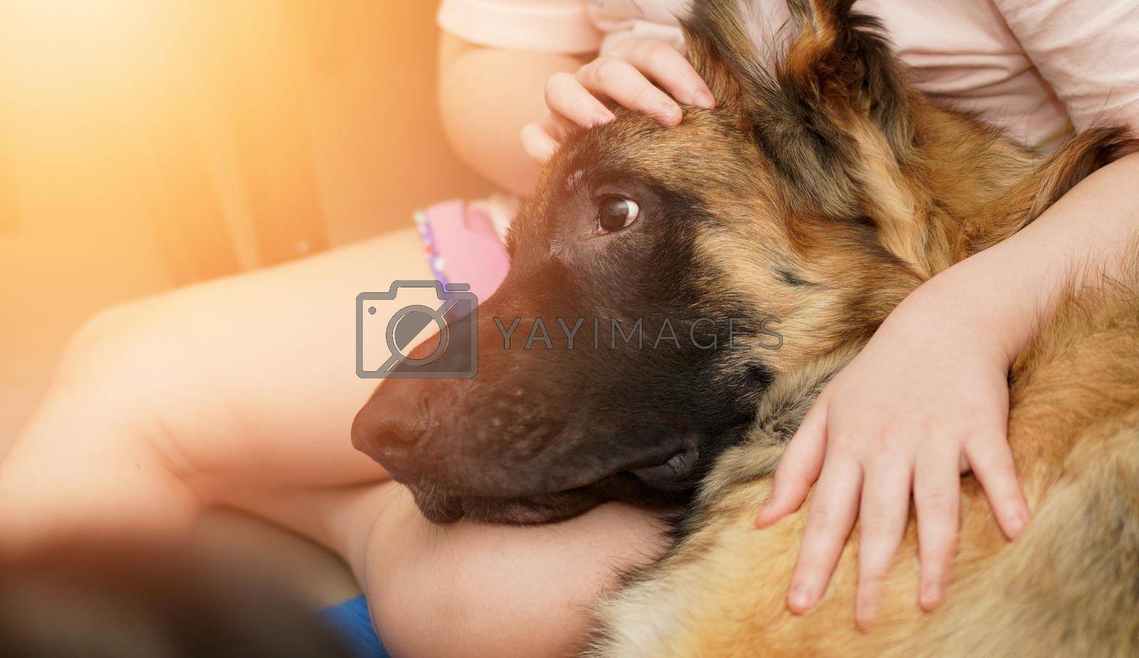 Royalty free image of dog head with owner togetherness sitting with care and smiling by VacharapongW