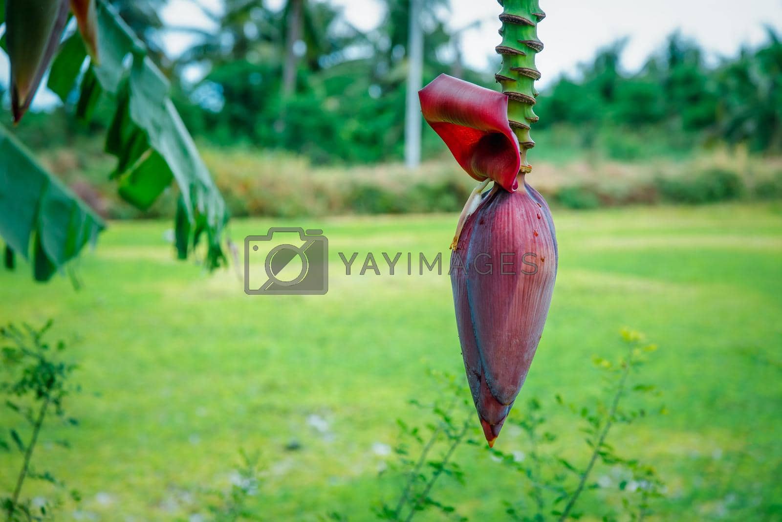 Greenery background, green color of nature plant and leaf environment greenery concept (Banana)