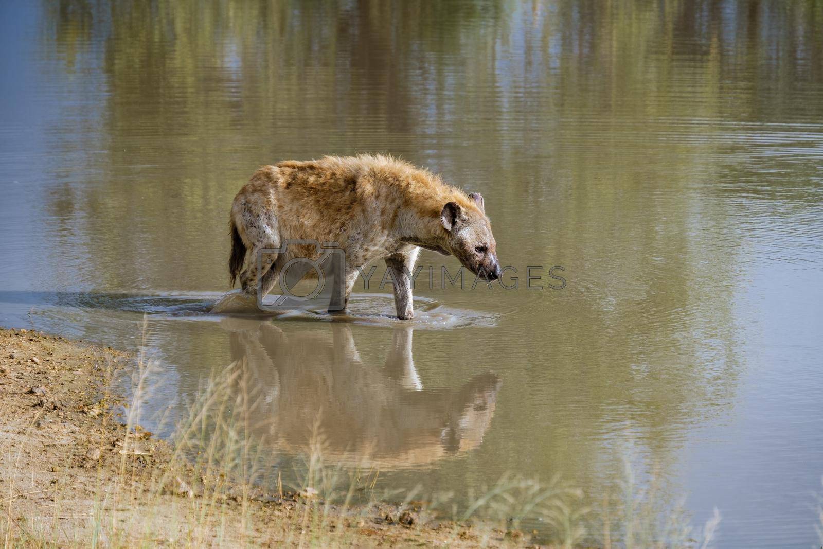 pregnant Hyena, young hyena in Kruger national park South Africa, Hyena family in South Africa.