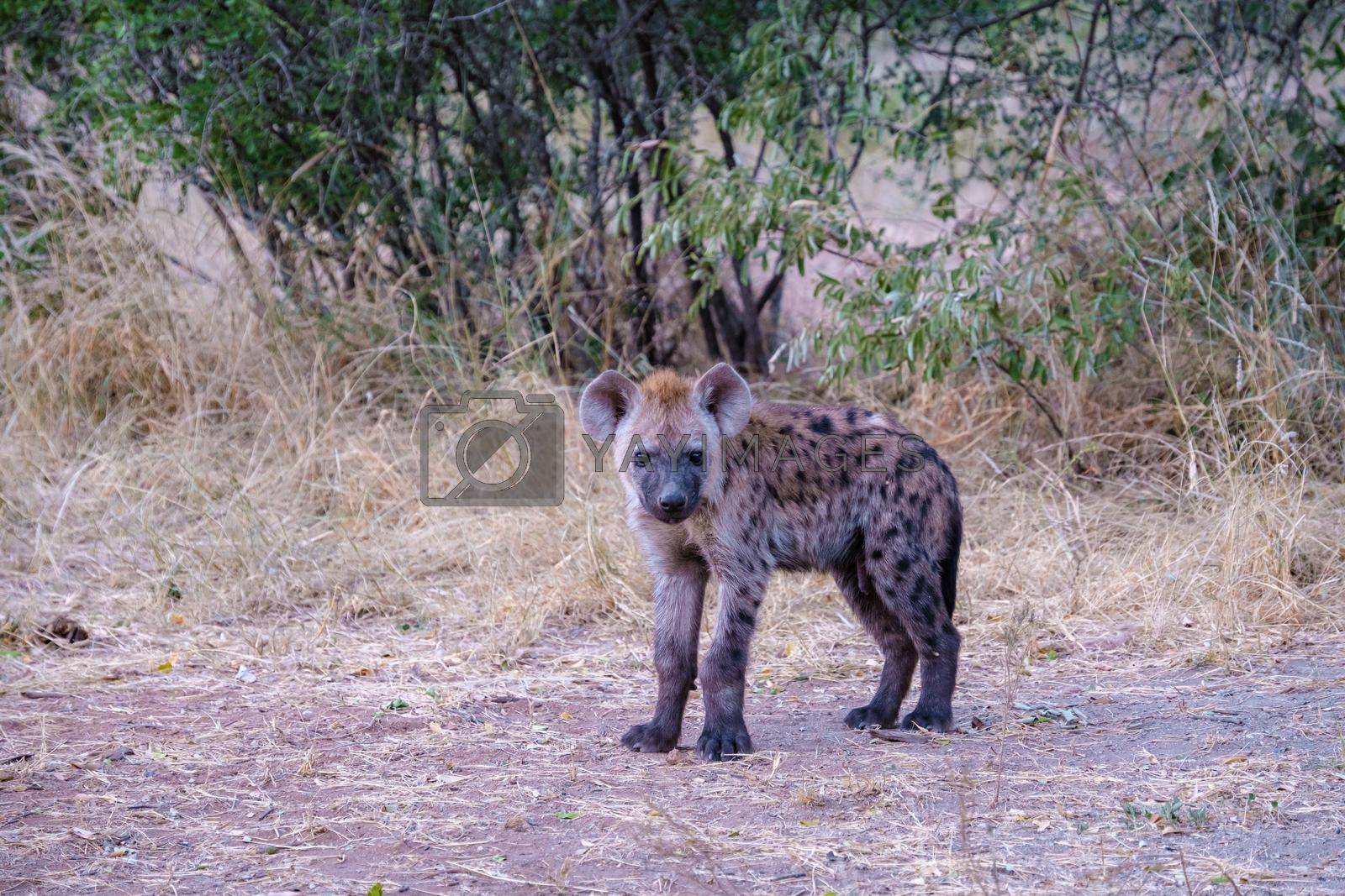 Royalty free image of young hyena in Kruger national park South Africa, Hyena family in South Africa by fokkebok