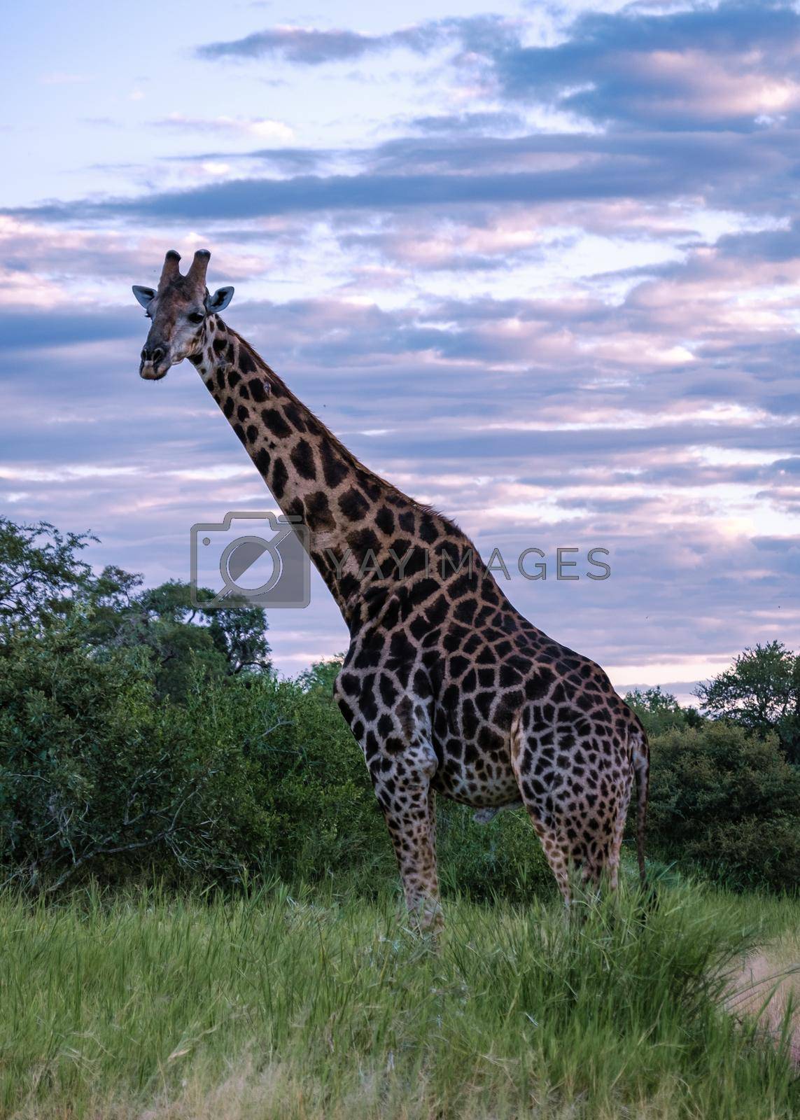 Royalty free image of Giraffe at a Savannah landscape during sunset in South Africa at The Klaserie Private Nature Reserve inside the Kruger national park South Africa by fokkebok