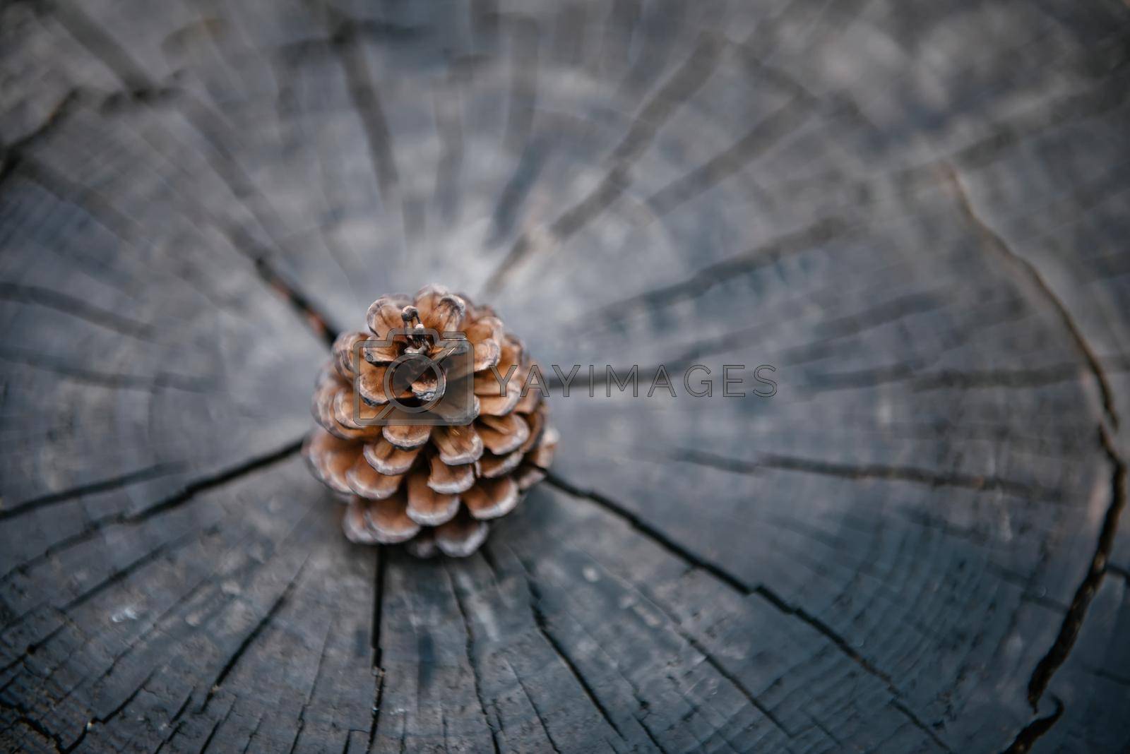 Pine Cone on Wooden Texture Background, Close-Up of Nature Dry Pine Cone Isolated on Tree Wood Annual Ring. Brown Pine Seed for Celebration Decorative. Abstract Background and Natural Texture