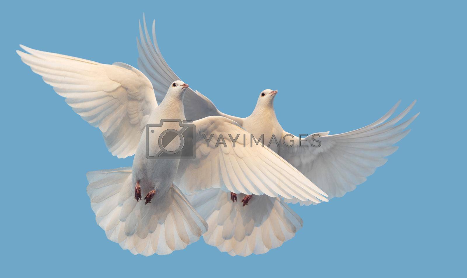 white doves of peace and freedom fly in the sky , new times, prosperity, good news