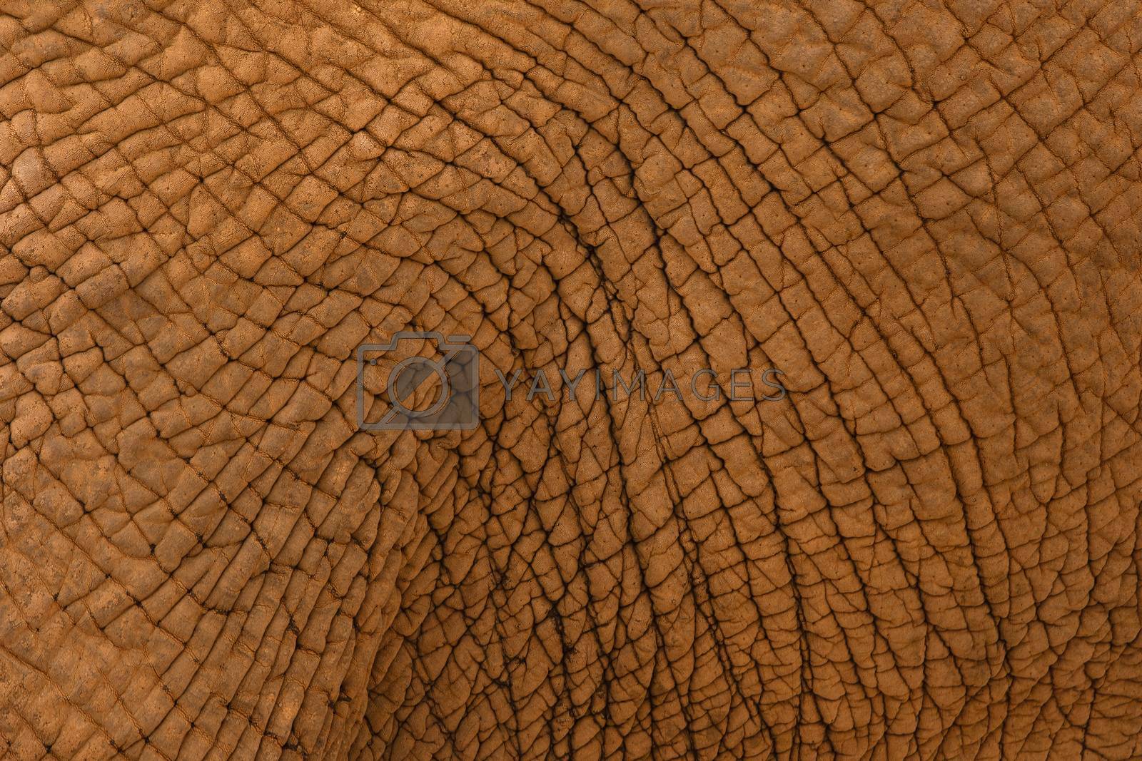 Closeup to elephant animal skin texture
