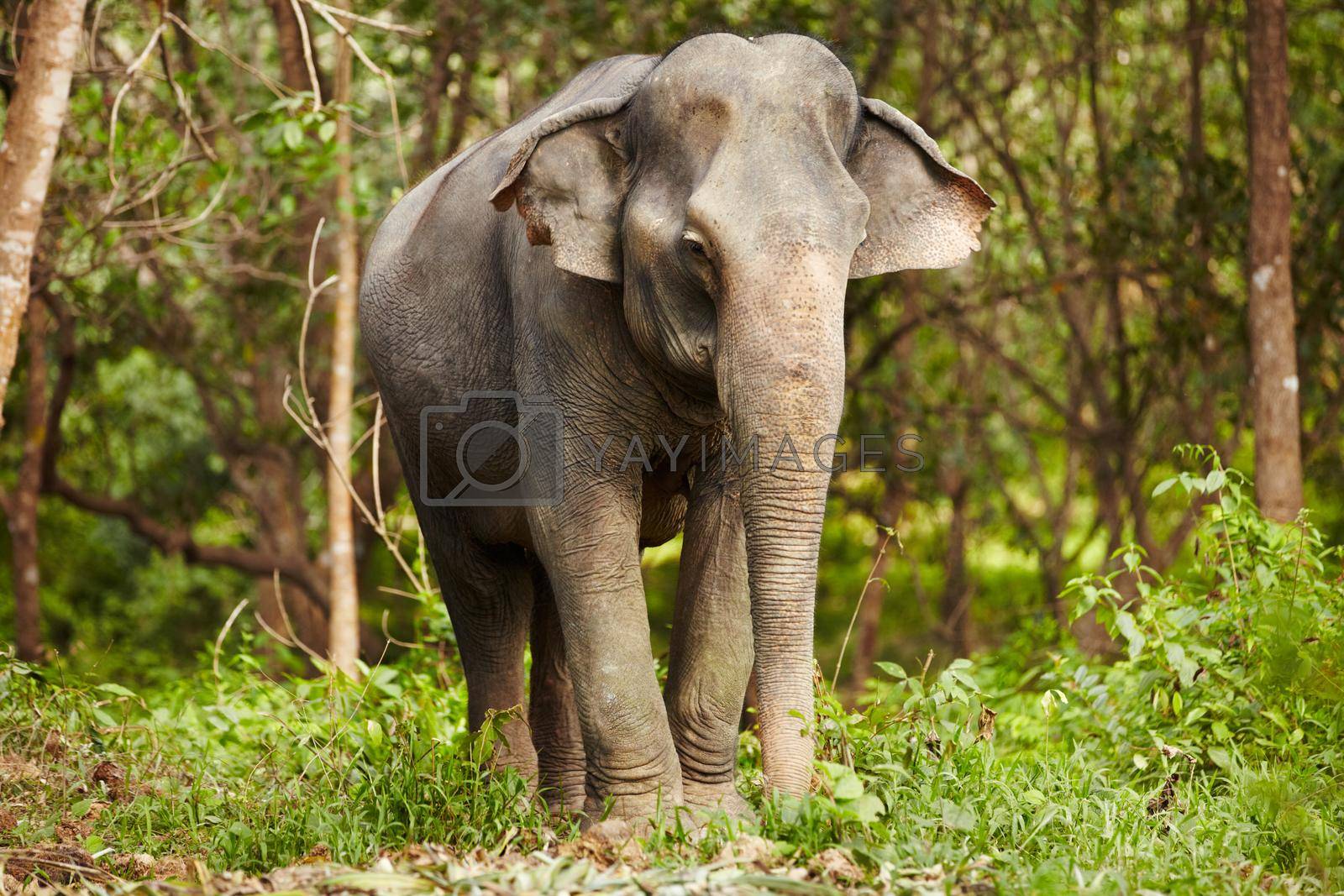 Royalty free image of Elephant standing - Thailand. Full-length image of an Asian elephant standing in the forest. by YuriArcurs