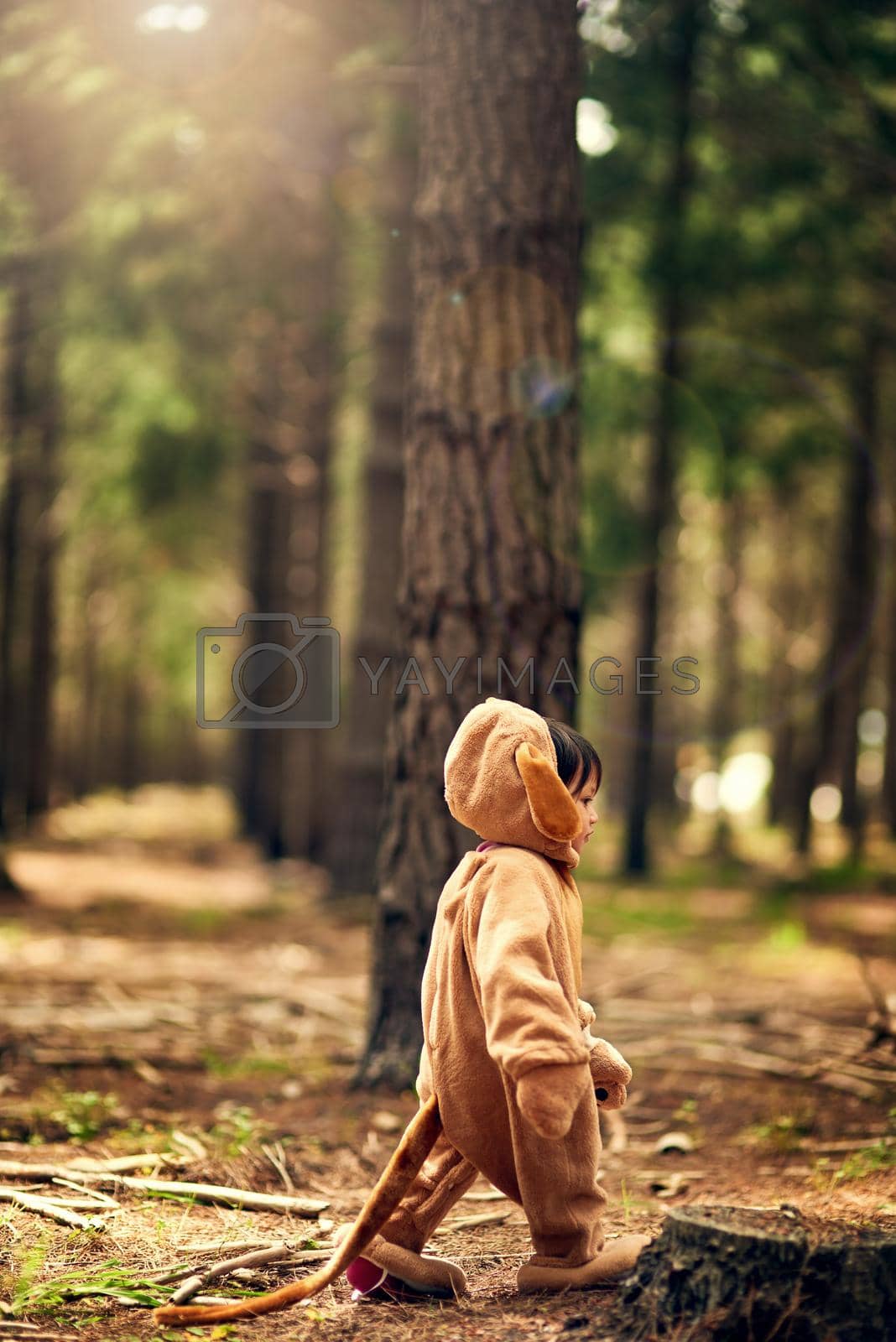 Royalty free image of When you go into the woods today.... Shot of a little girl walking through the forest while dressed as a bear. by YuriArcurs