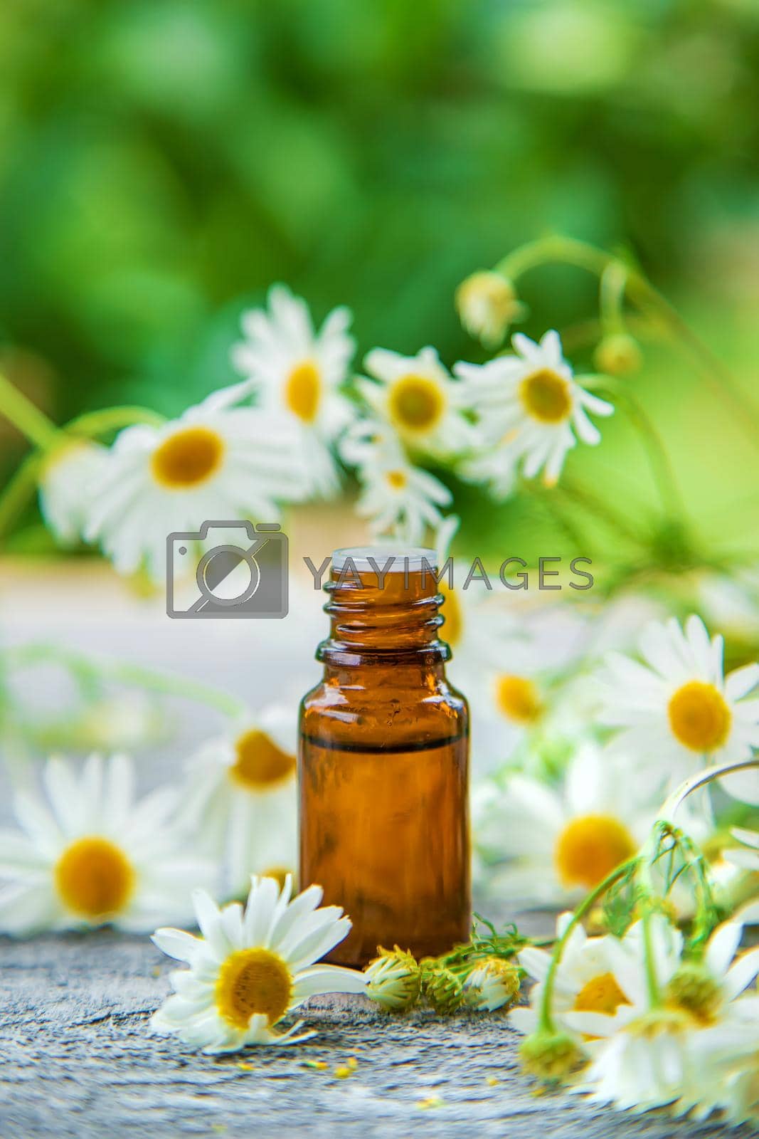 Royalty free image of Essential oil extract of medicinal chamomile. Selective focus. by Anuta23