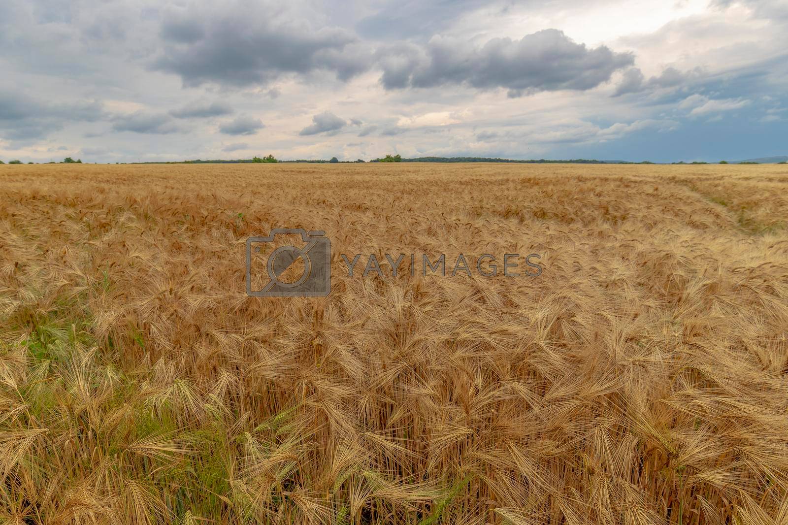 The stunning landscape of ripe barley and cloudy sky