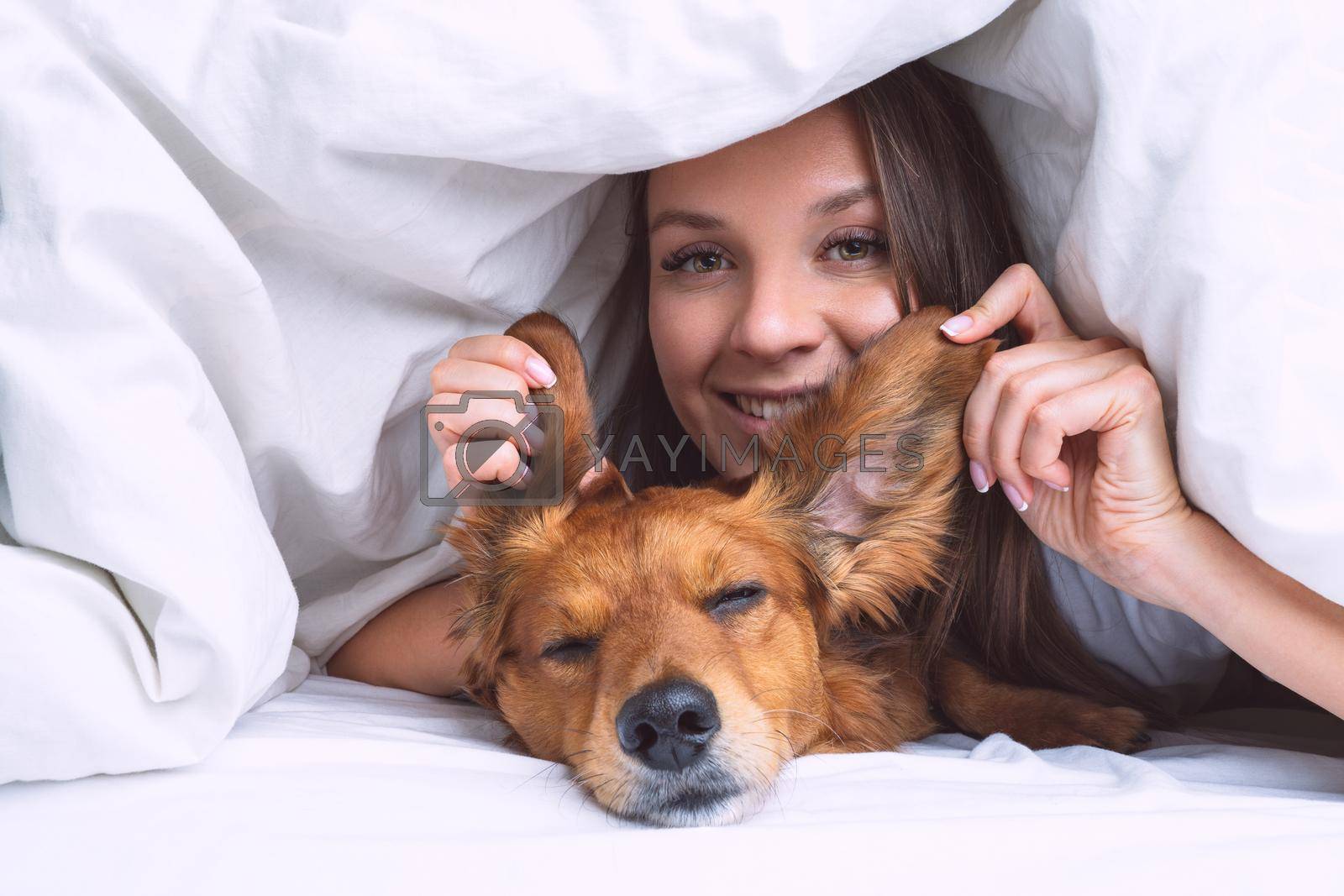 Beautiful woman with funny long haired dachshund dog lying under the blanket in the bed. Dog and owner friendship. High quality photo