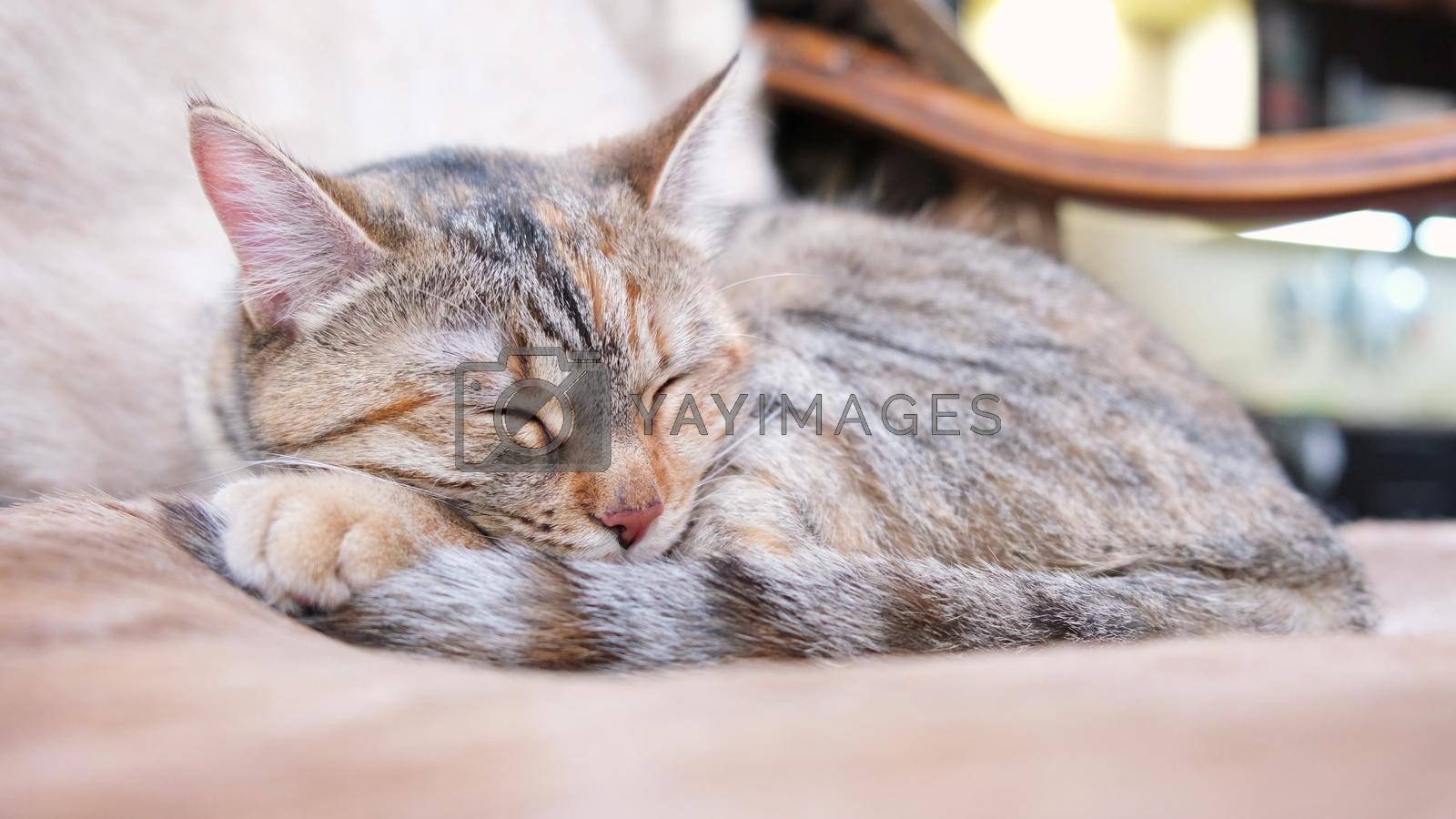 An adult gray cat sleeping and wiggles its ears on chair inside the house. Natural day light