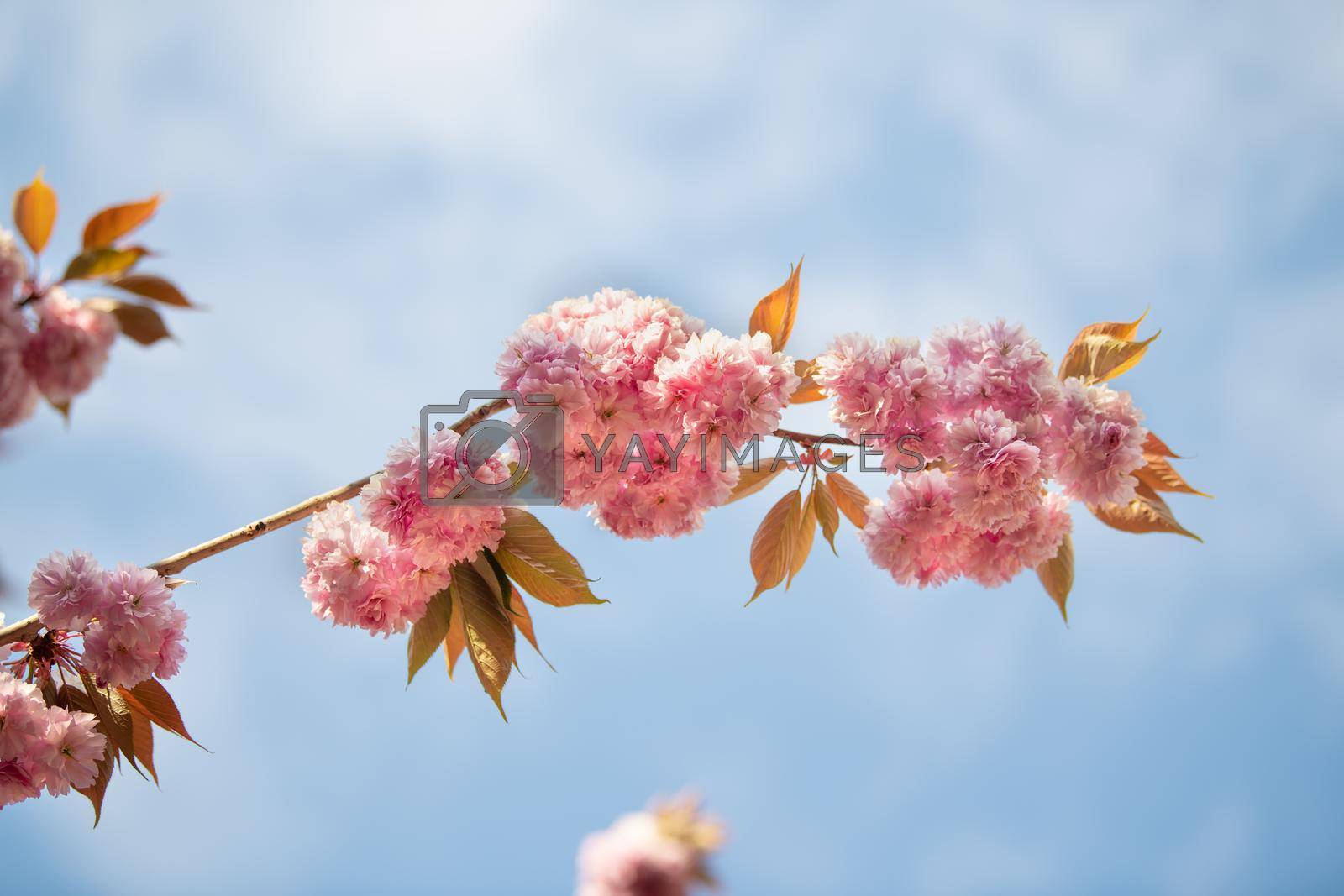 Royalty free image of Spring pink cherry blossoms flowers Sakura season by Godi