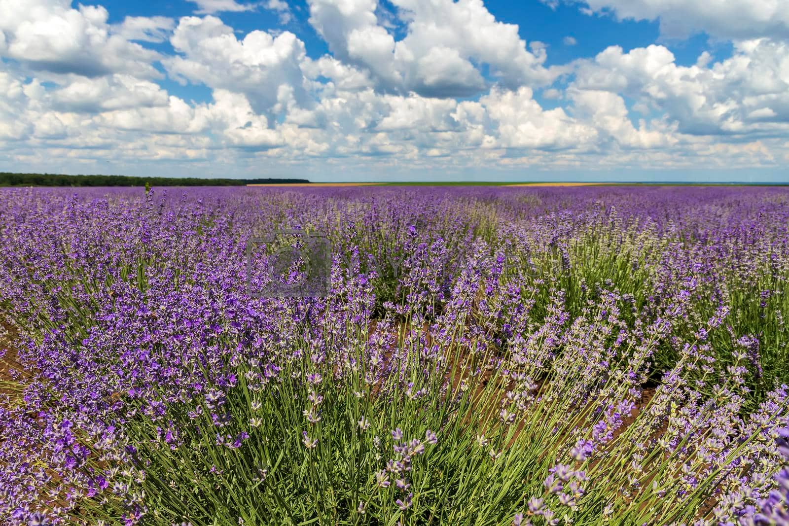 Beauty violet lavender field. Close up