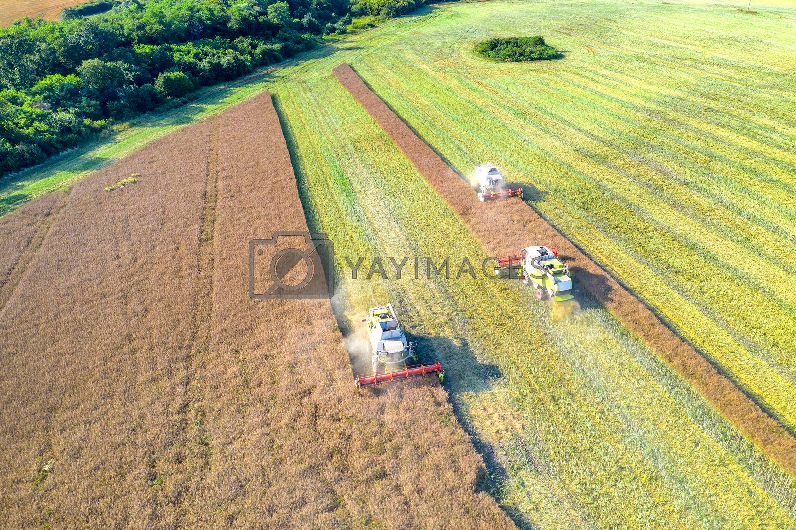 Royalty free image of Harvesting time. Agriculture. Agricultural industry. Aerial view of combine harvesters harvest field by EdVal