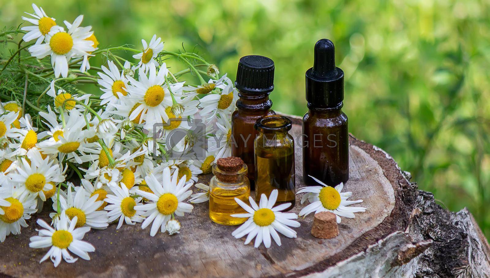 Royalty free image of chamomile essential oil on a wooden background. by Anuta23