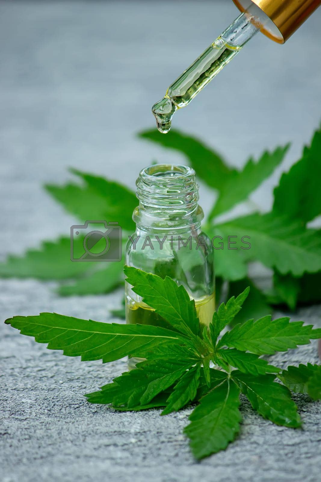 Royalty free image of Cannabis herb and leaves for treatment broth, tincture, extract, oil. by Anuta23