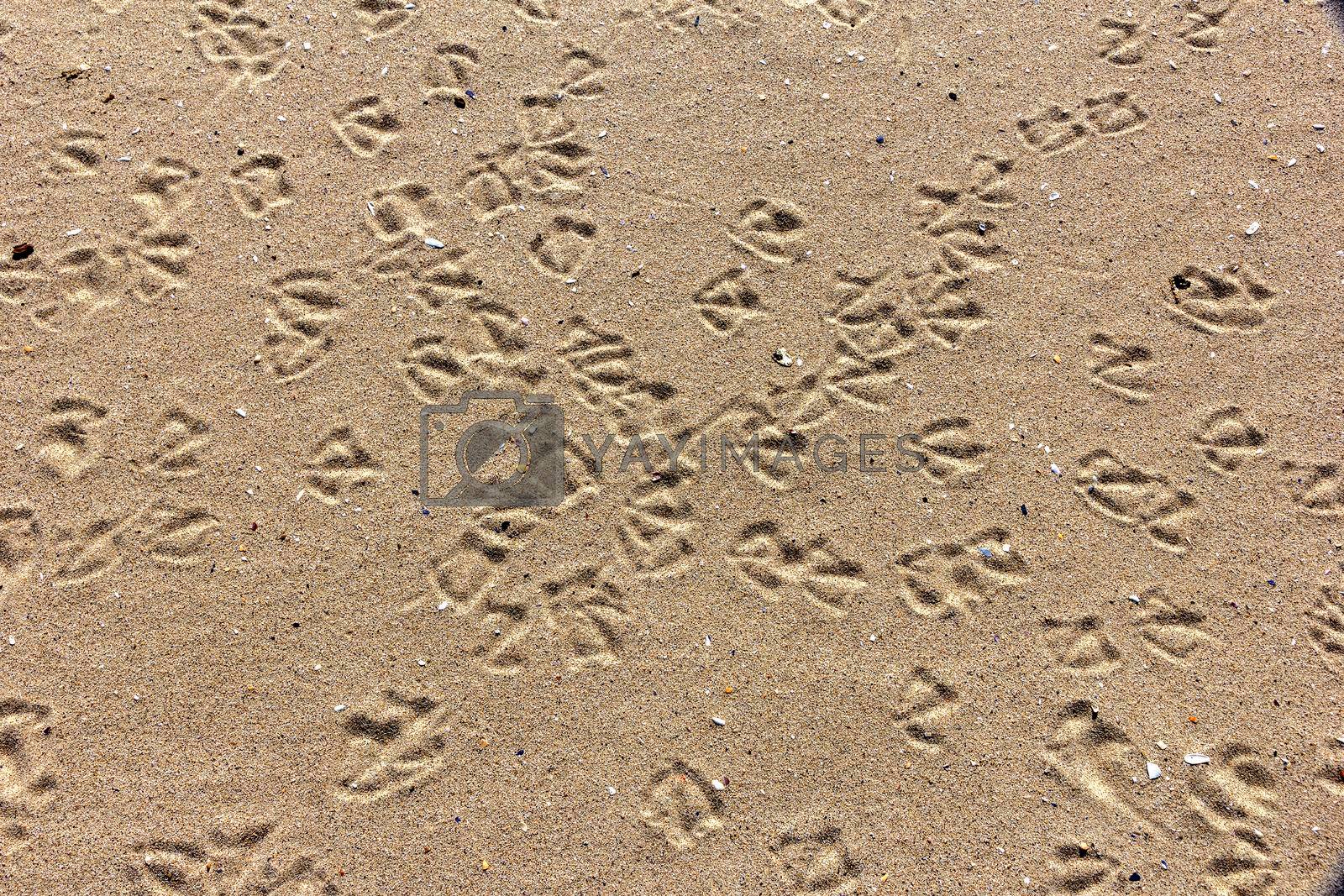 Sand texture with bird traces. Summer abstract background.