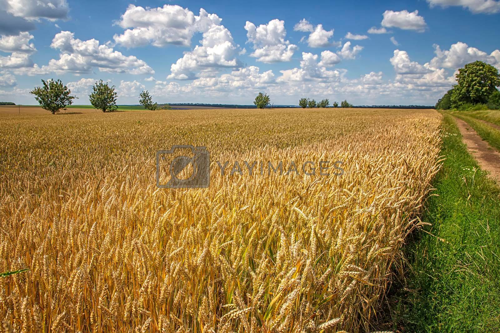 beautiful day landscape with the ripe wheat and country road at the cloudy sky