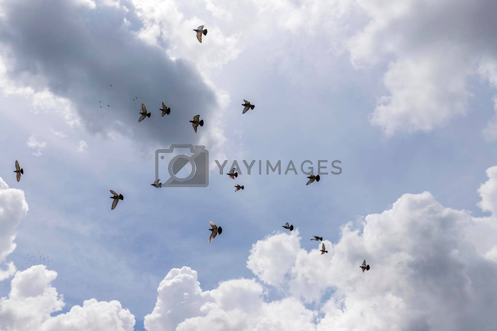 A flock of birds flying south against a cloudy sky