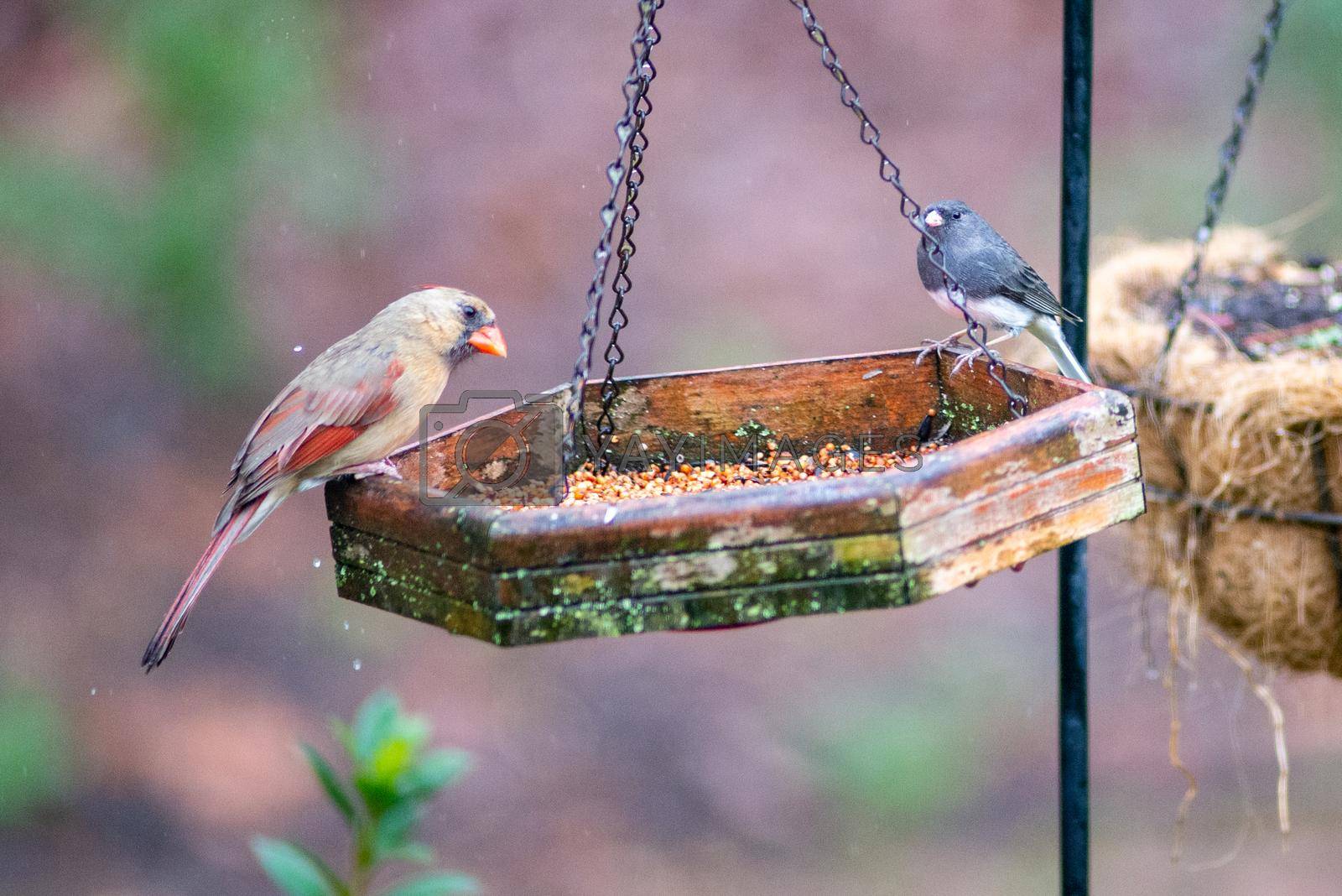 Royalty free image of backyard birds around bird feeder by digidreamgrafix