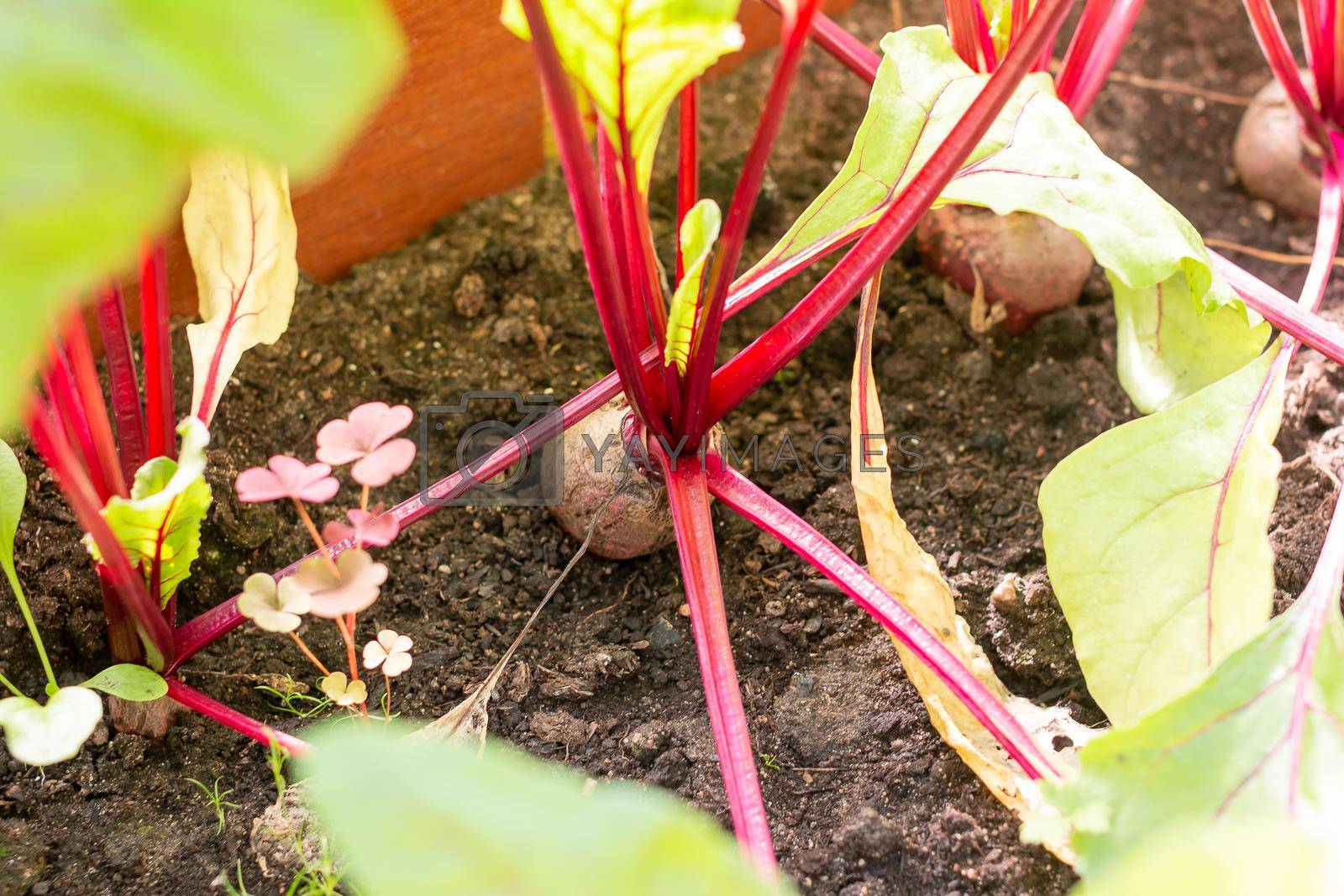 Royalty free image of Red beetroot planted in summer garden. Growing organic beet vegetables.Raw organic red beets. natural vegetables in greenhouse, the farmers market. Food supply. vegetarianism. Selective focus by YuliaYaspe1979