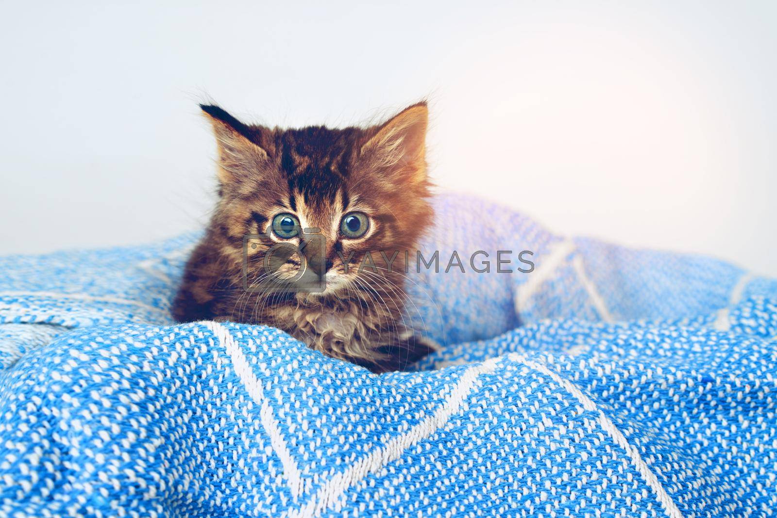Studio shot of an adorable tabby kitten sitting on a soft blanket.