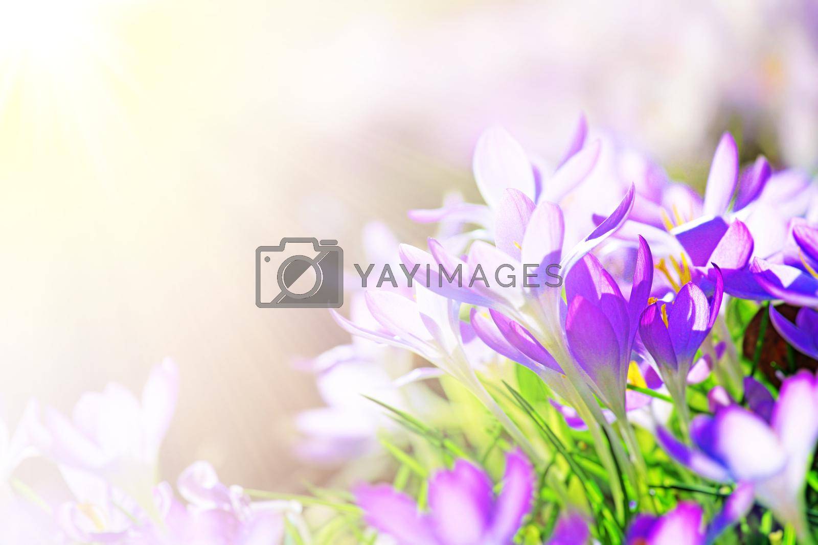 Royalty free image of Blooming purple crocus flowers in a soft focus on a sunny spring day by Taut