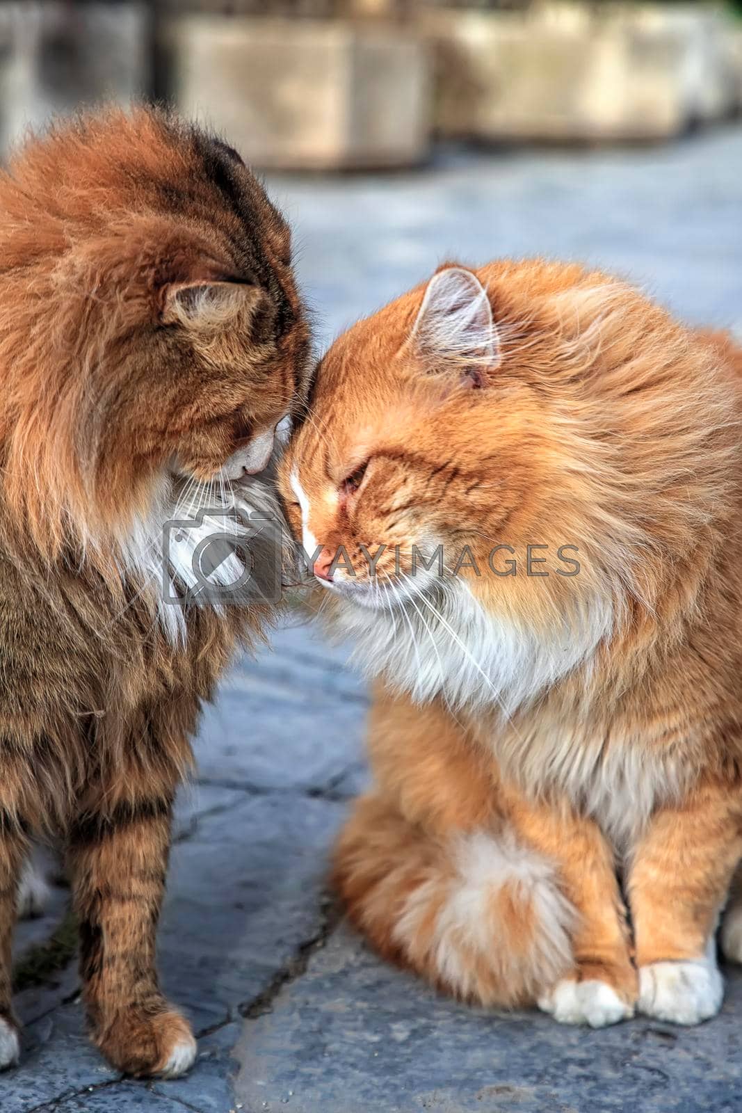 Beautiful couple of cats loving each other, lean their heads to each other