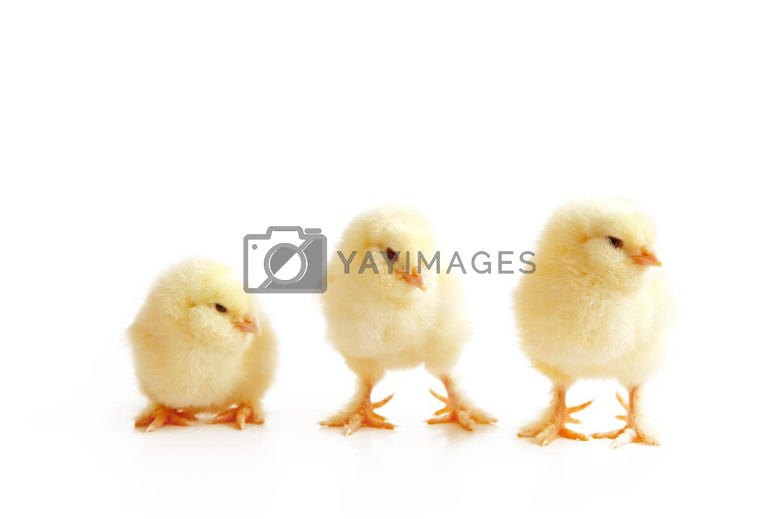 Royalty free image of Little cute baby chick for easter. Yellow newborn baby chick. by Taut