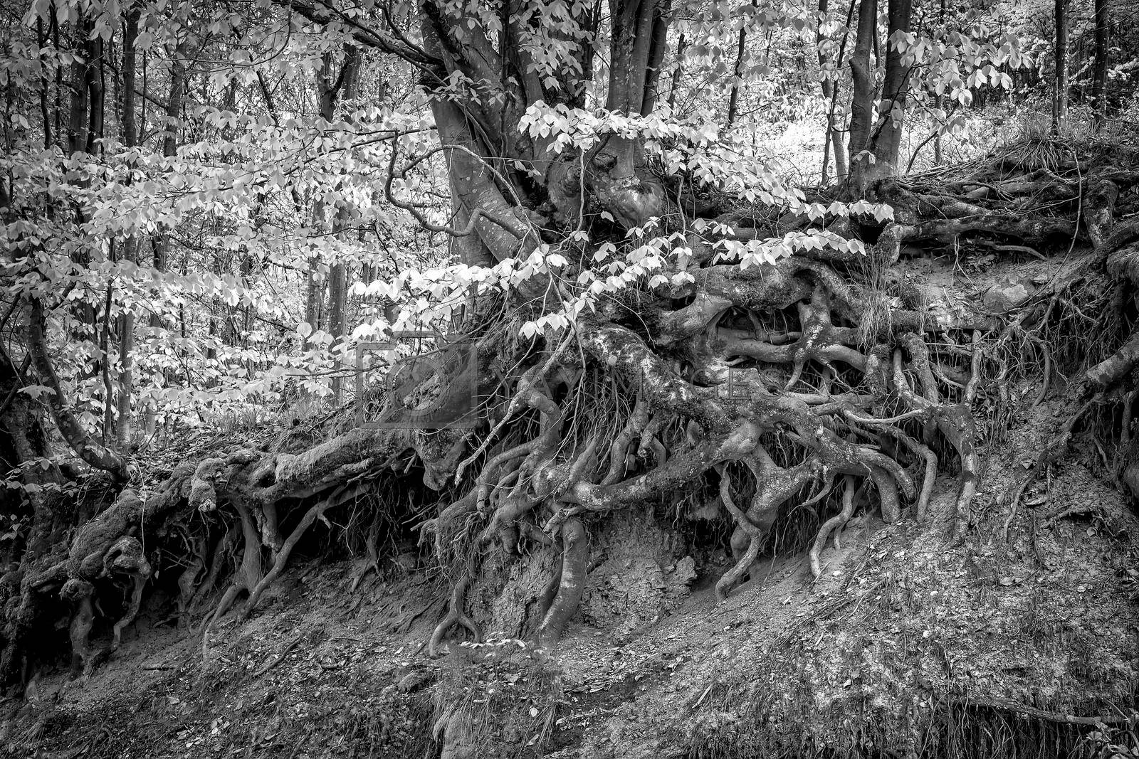 Old tree with big roots above the ground in the forest. Black and white