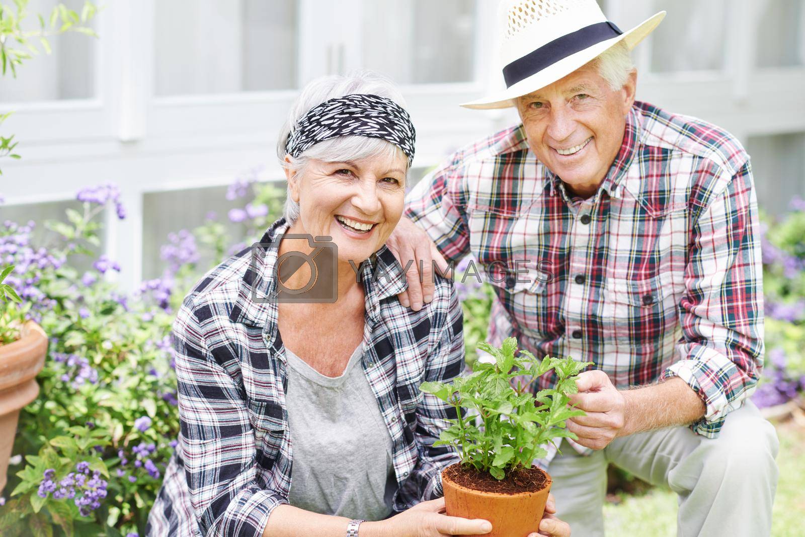 A happy senior couple busy gardening in their back yard.
