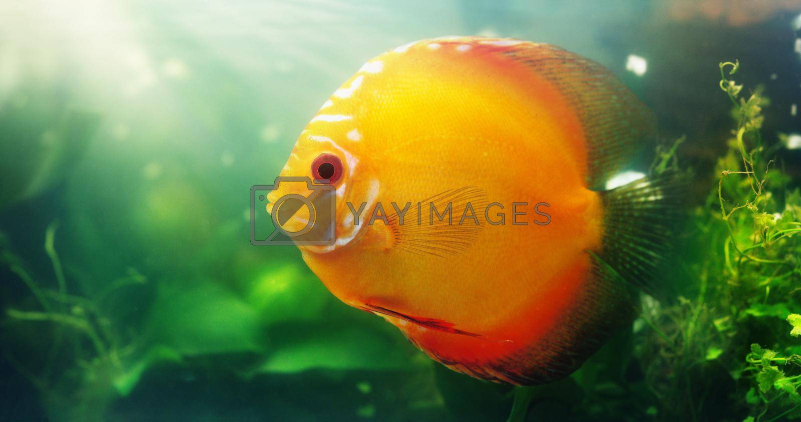 Royalty free image of Bright coloured fish are a great addition to any aquarium. Shot of a red discus in a freshwater fish tank. by YuriArcurs
