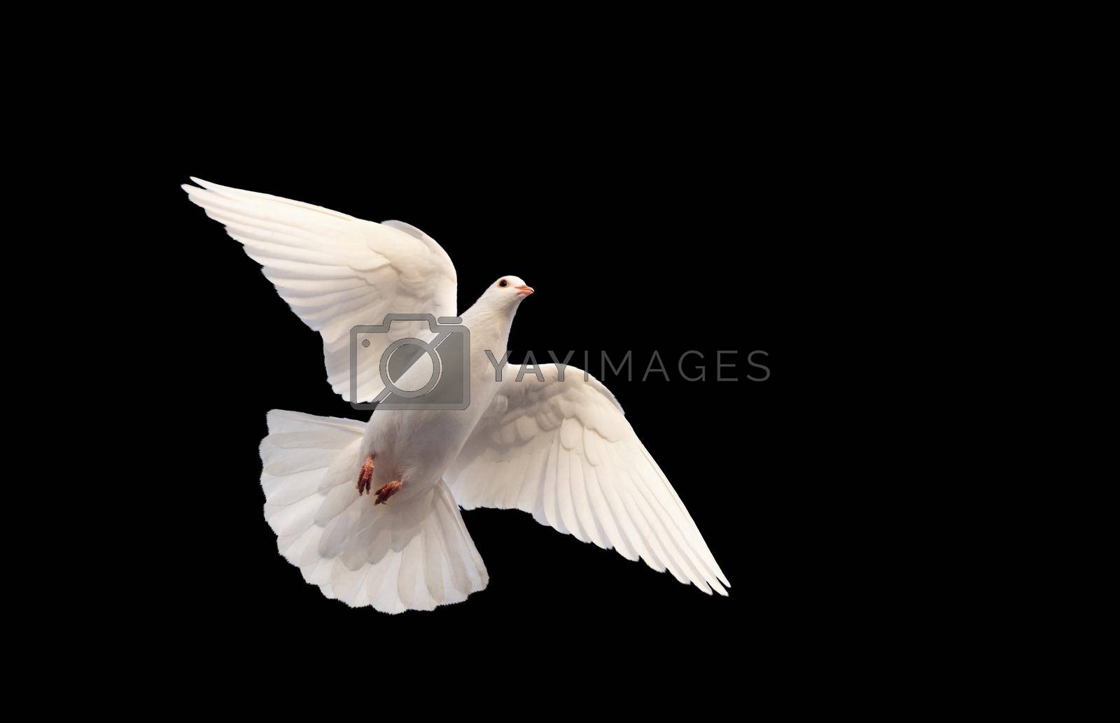 white dove flying on a black background, peace on earth