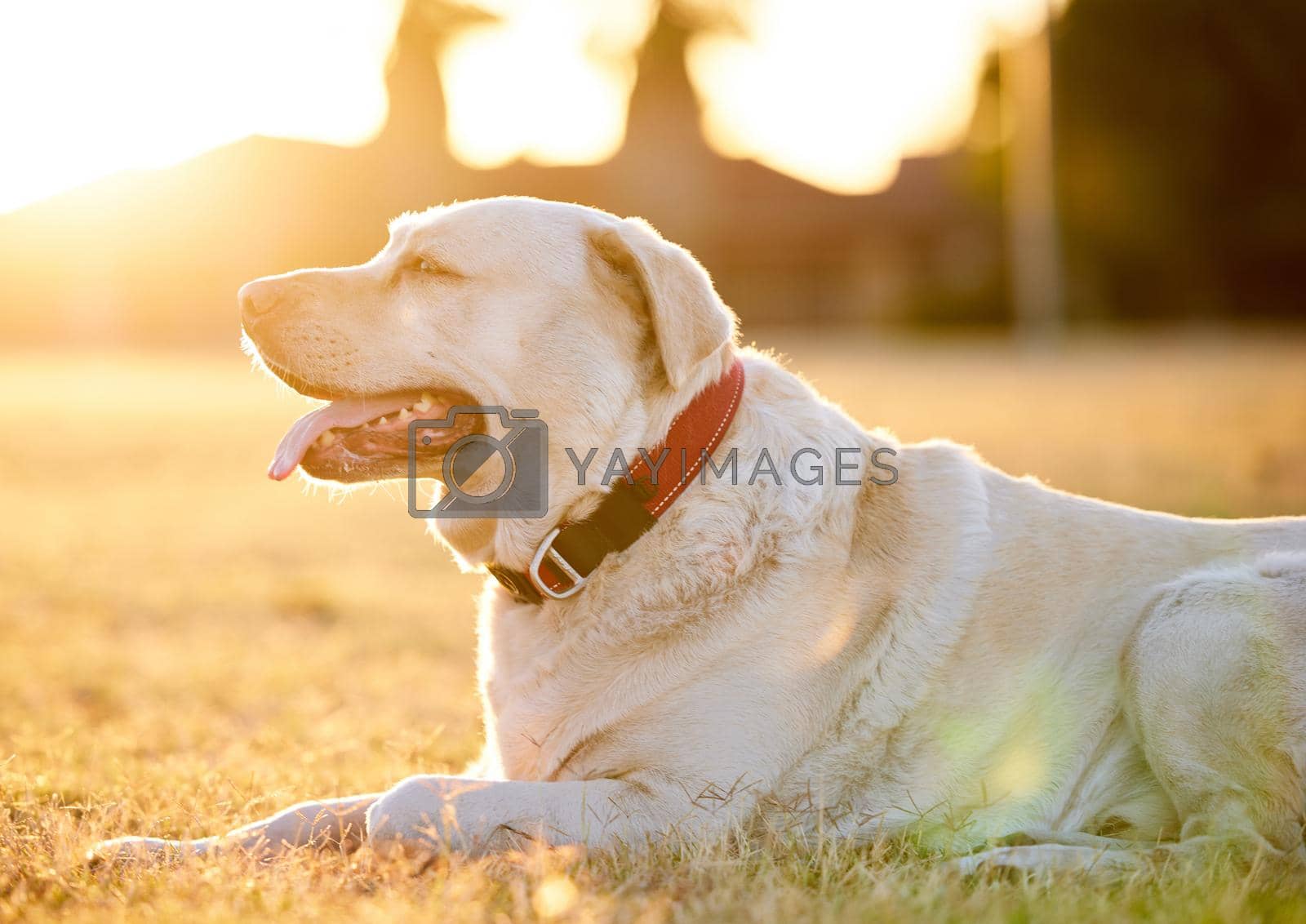 Royalty free image of Everybody loves a labrador. Shot of an adorable dog relaxing on the grass in a park. by YuriArcurs