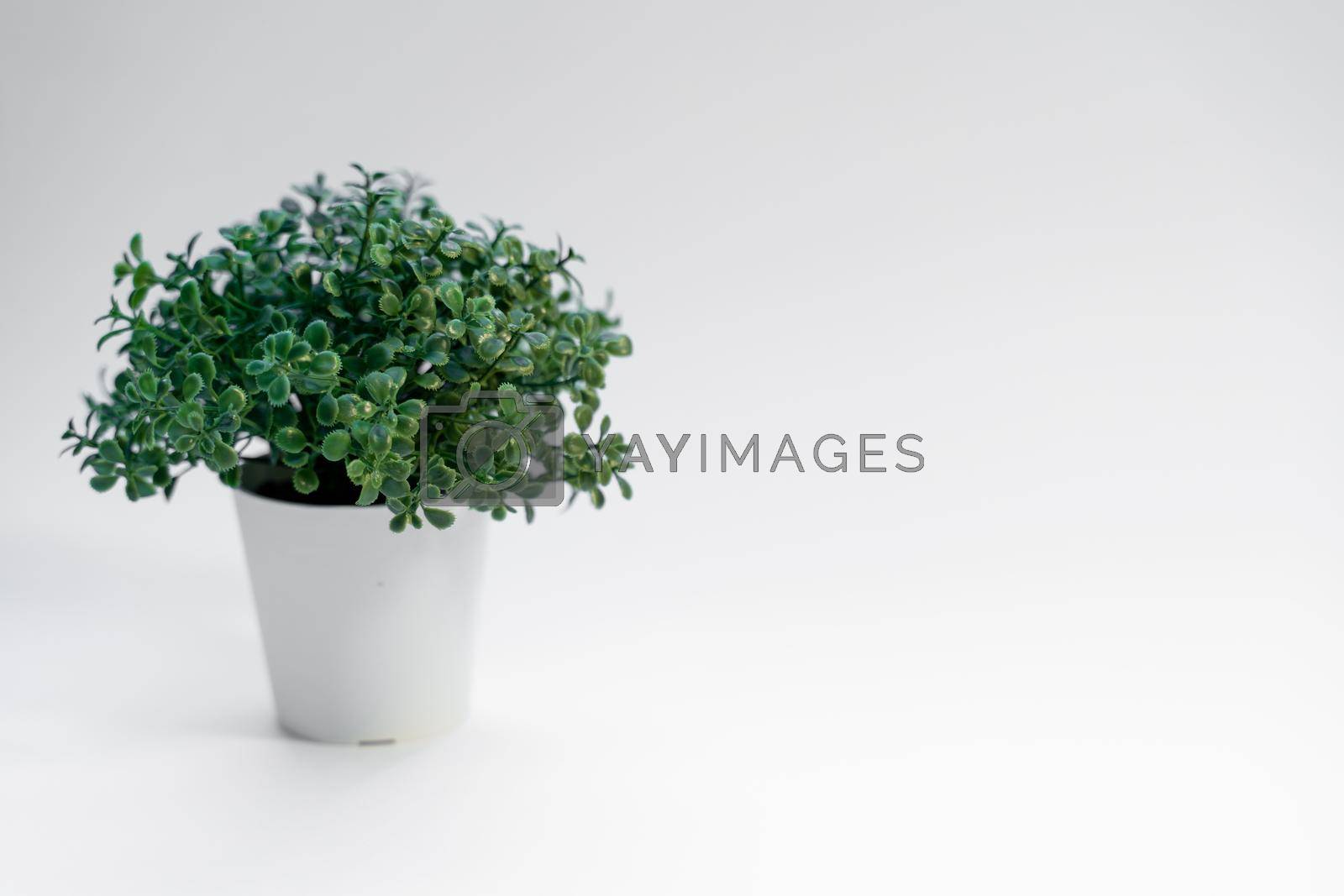 advertising concept with green succulent plant in pot on white background with copy space, side view.