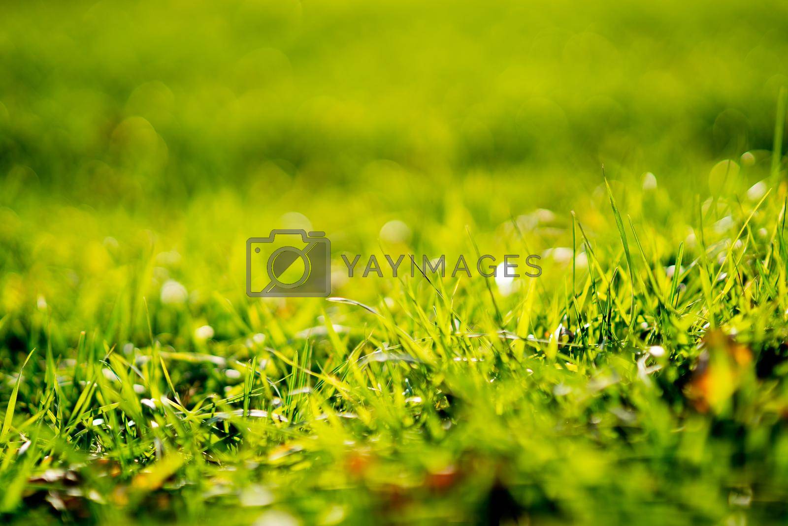 green grass texture, green grass texture,
