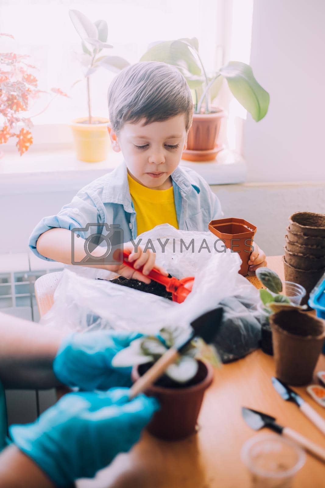 Royalty free image of The boy transplants flowers lifestyle . Preparation for the spring season. Planting flowers. Plant care. An article about transplanting plants. by alenka2194